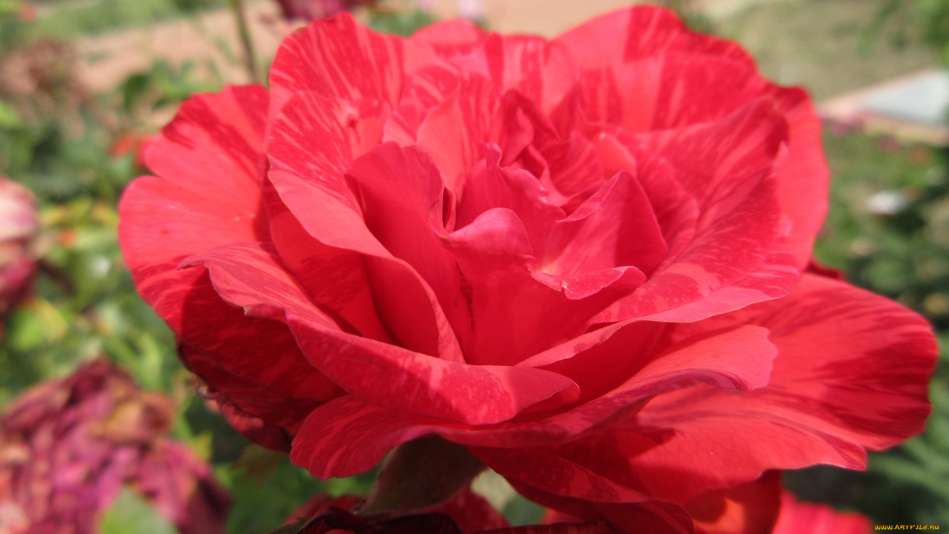 цветы, розы, роза