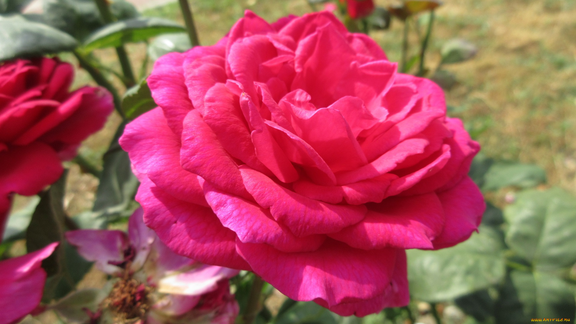 цветы, розы, роза