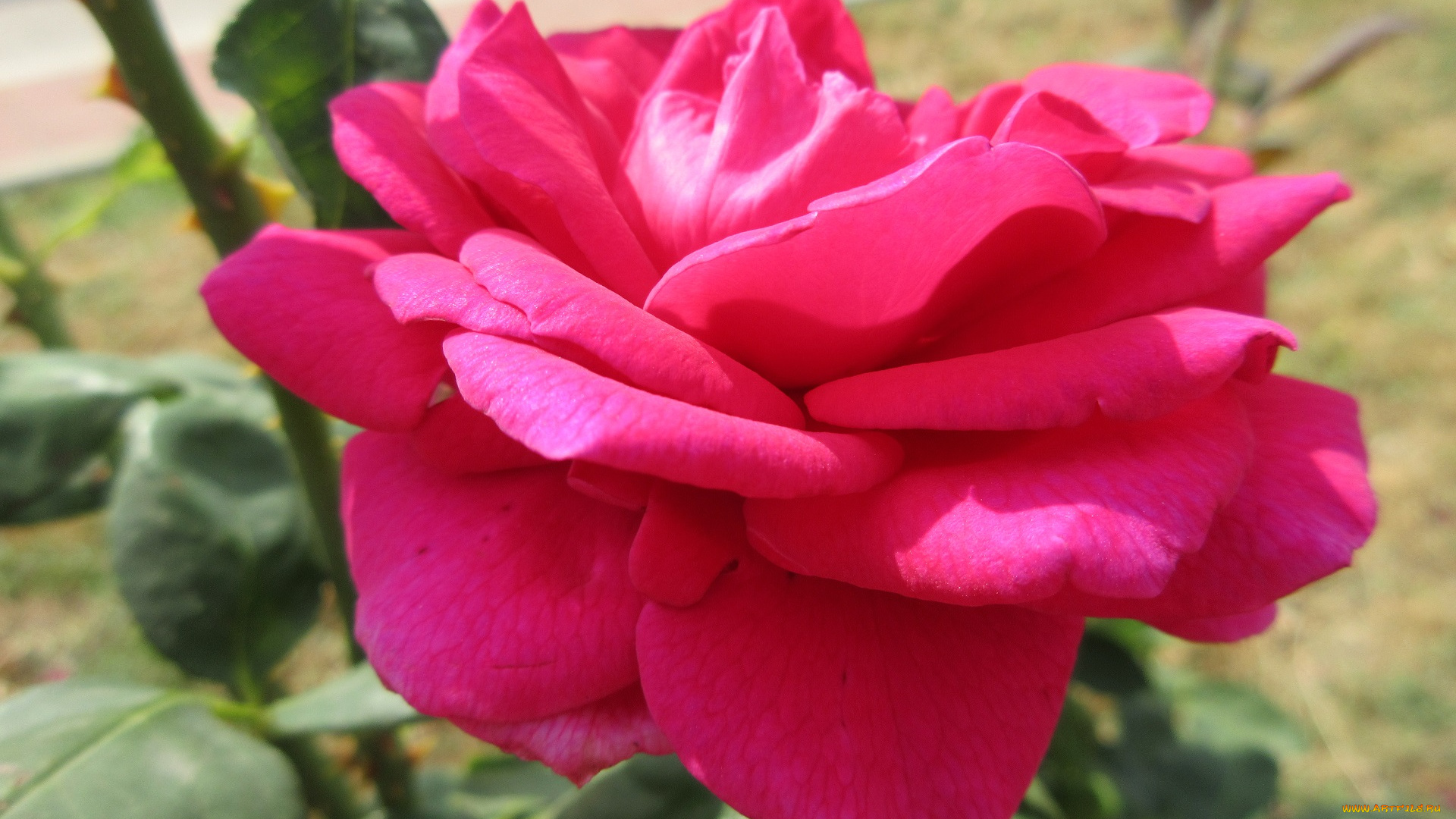 цветы, розы, роза