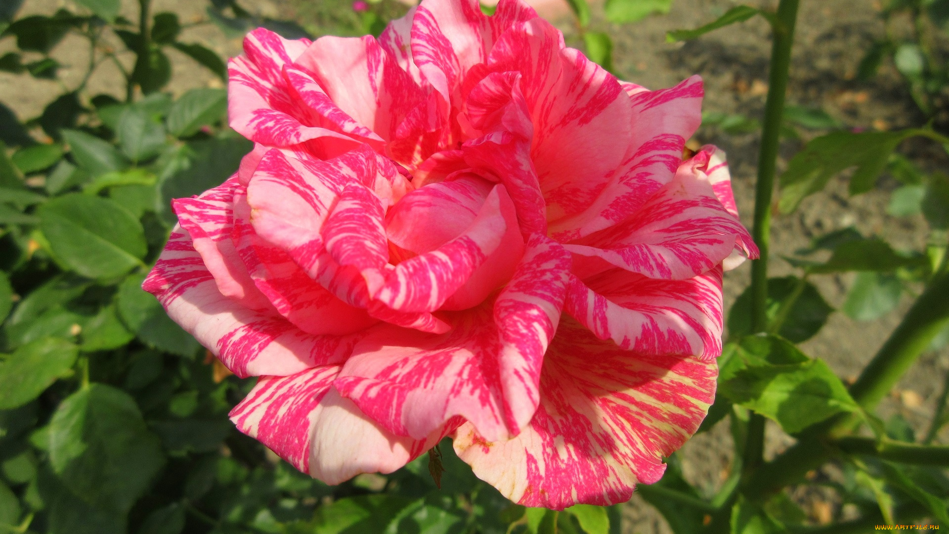 цветы, розы, розовая, роза