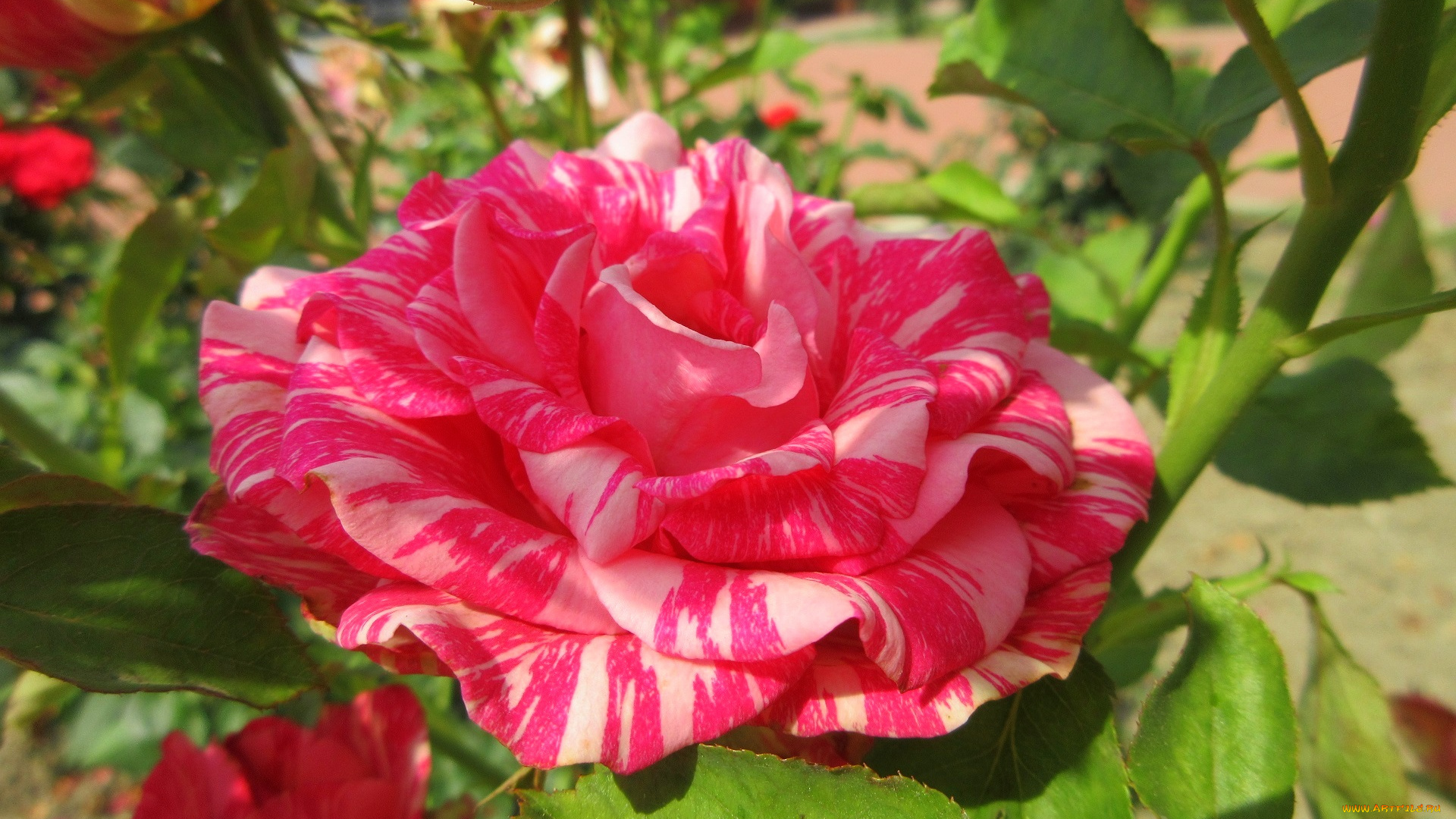 цветы, розы, розовая, роза