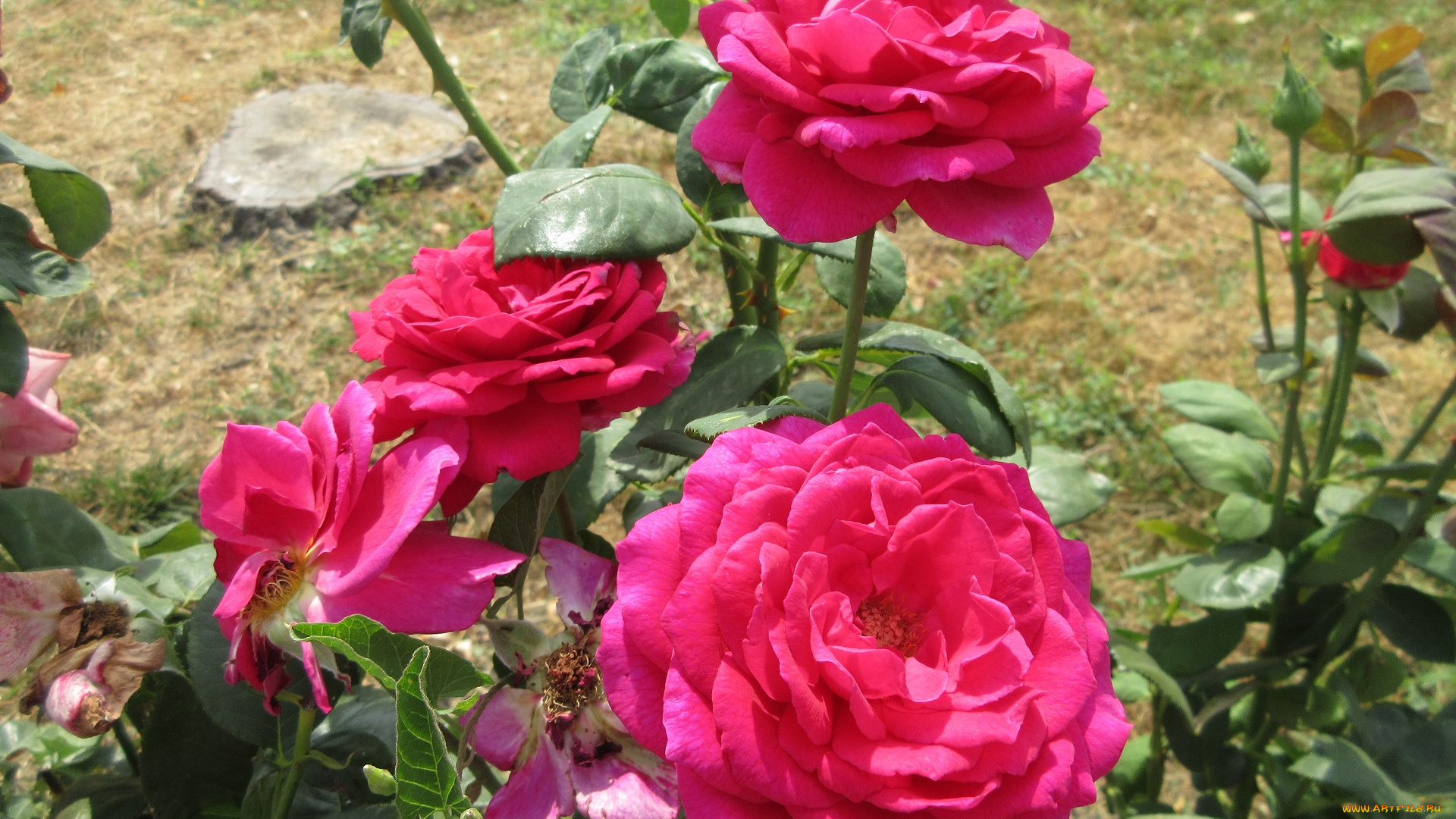 цветы, розы, розовые