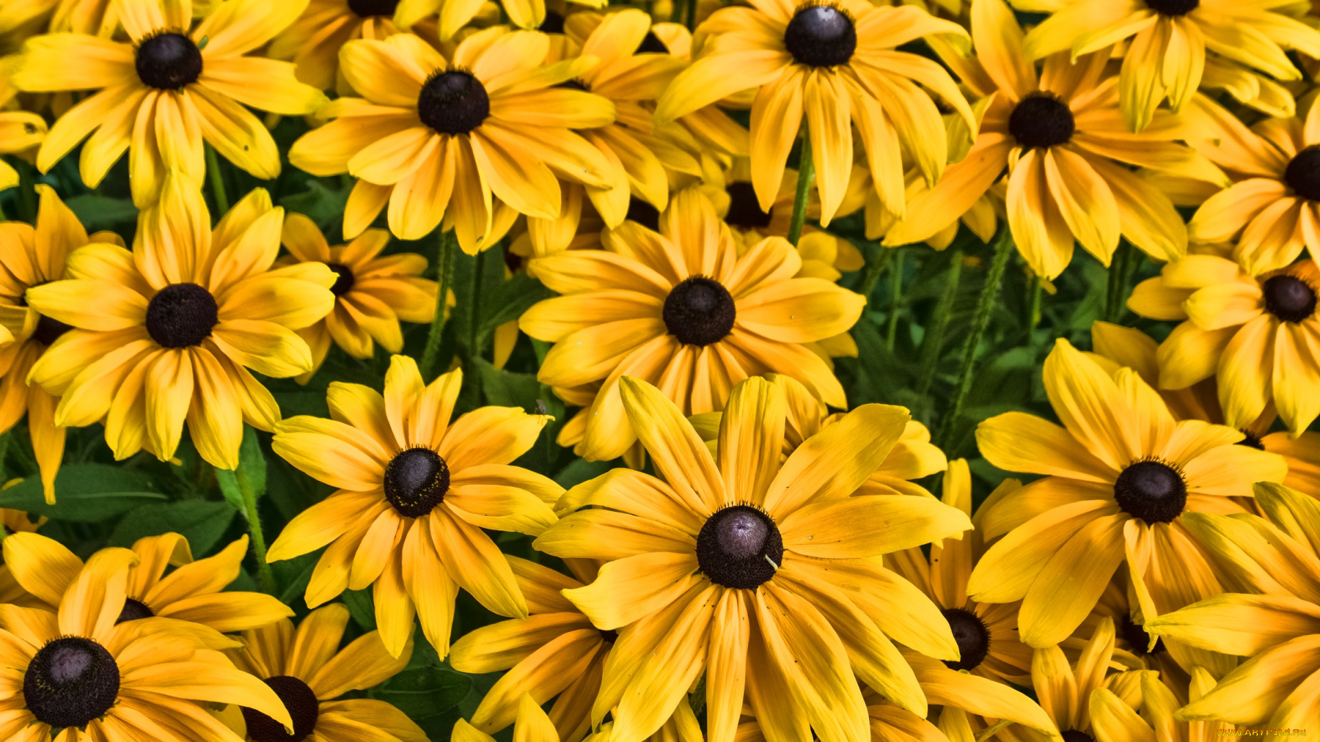 цветы, рудбекия, жёлтые