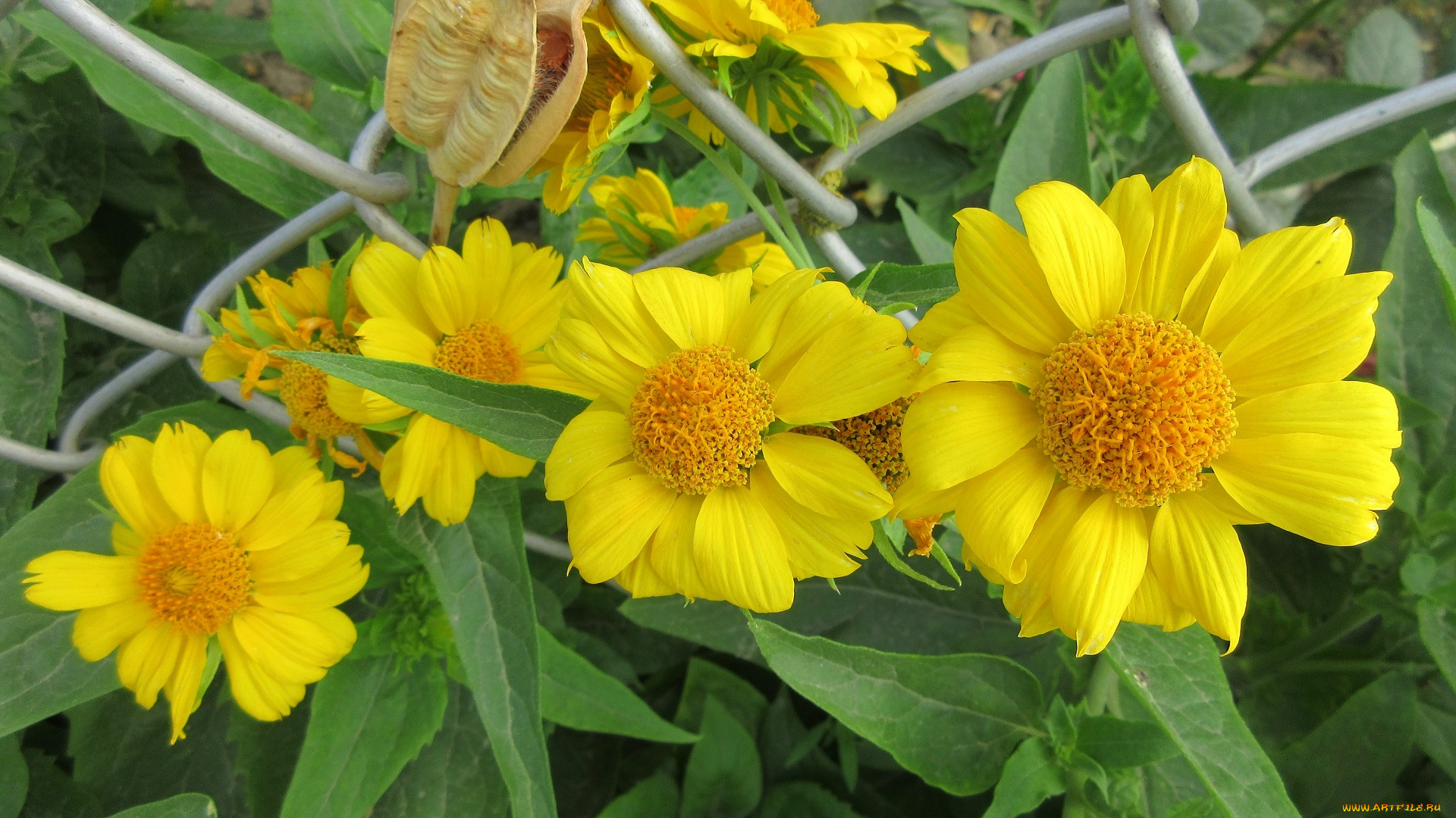 цветы, жёлтые