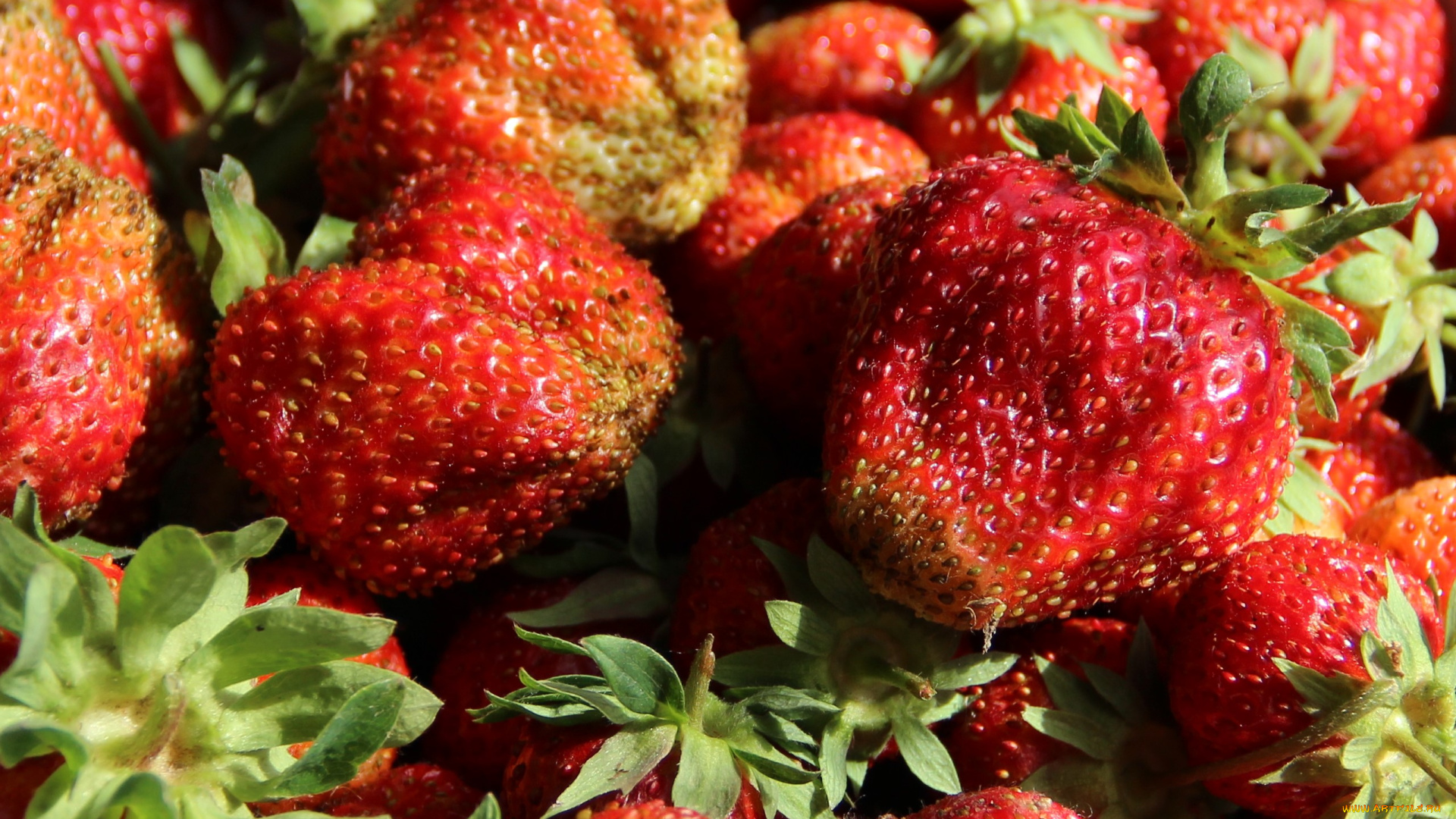 еда, клубника, , земляника, витамины, ягоды, сад, дача, июнь, лето, вкусно