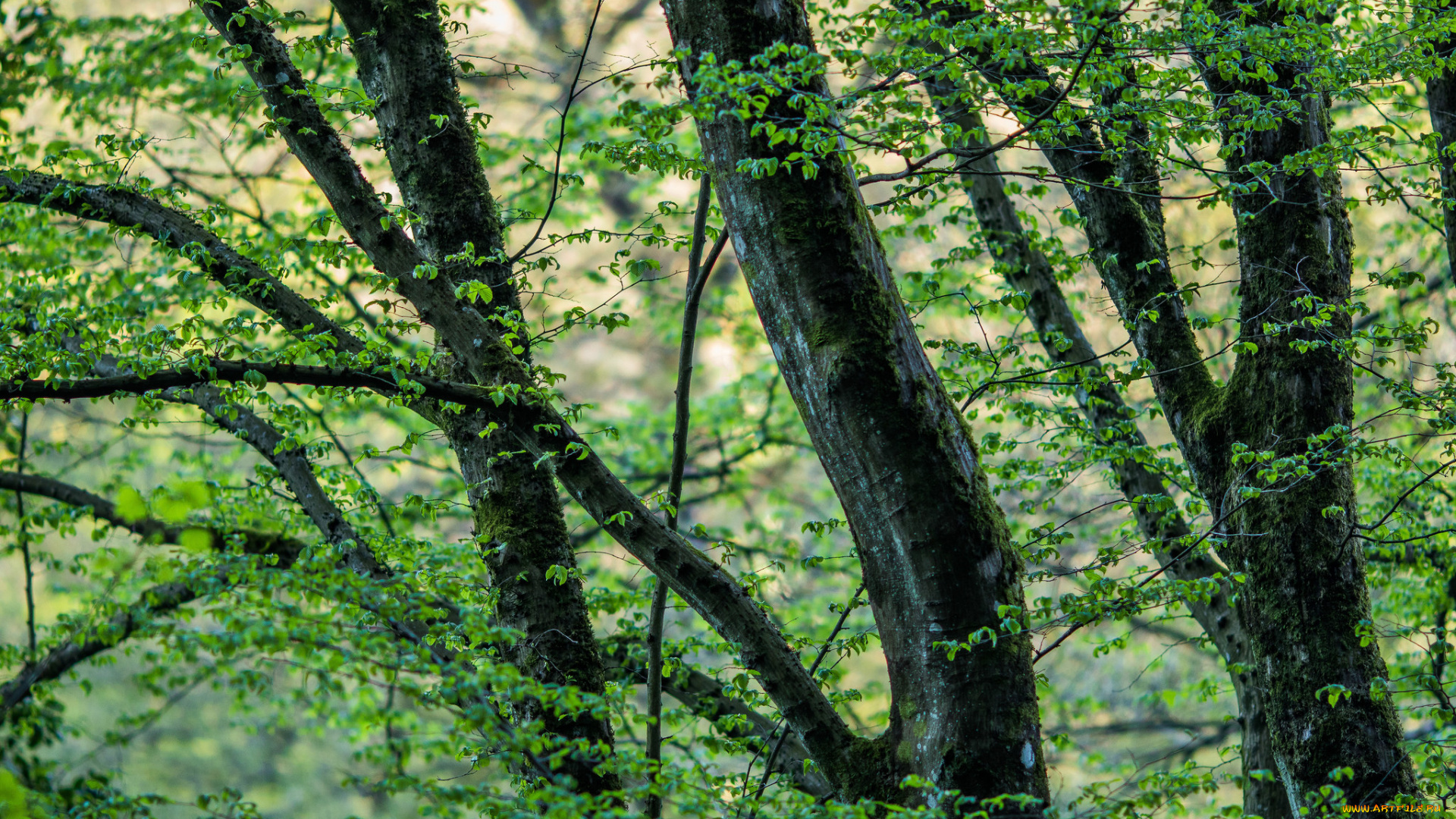 природа, деревья