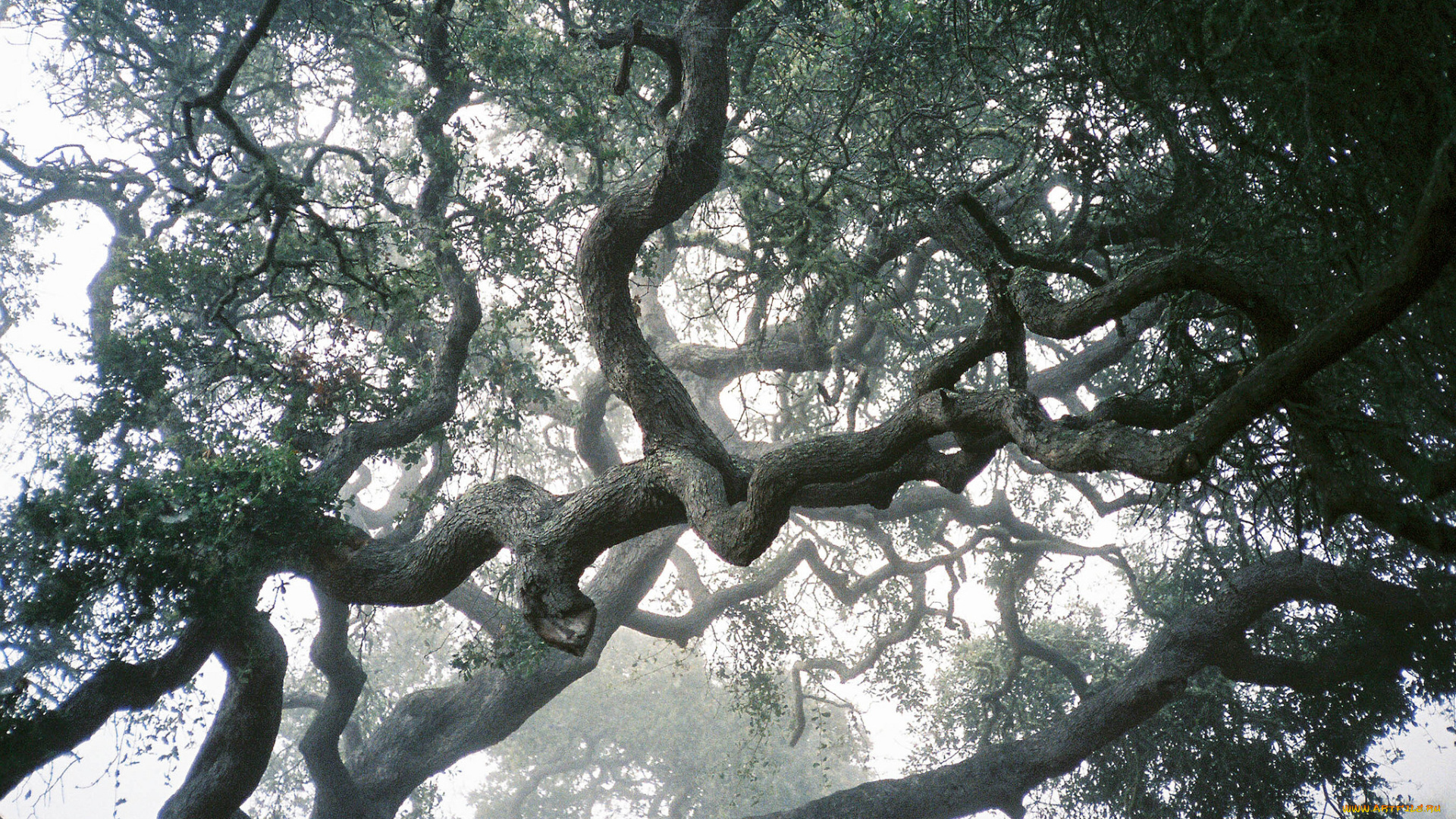 природа, деревья, ветки