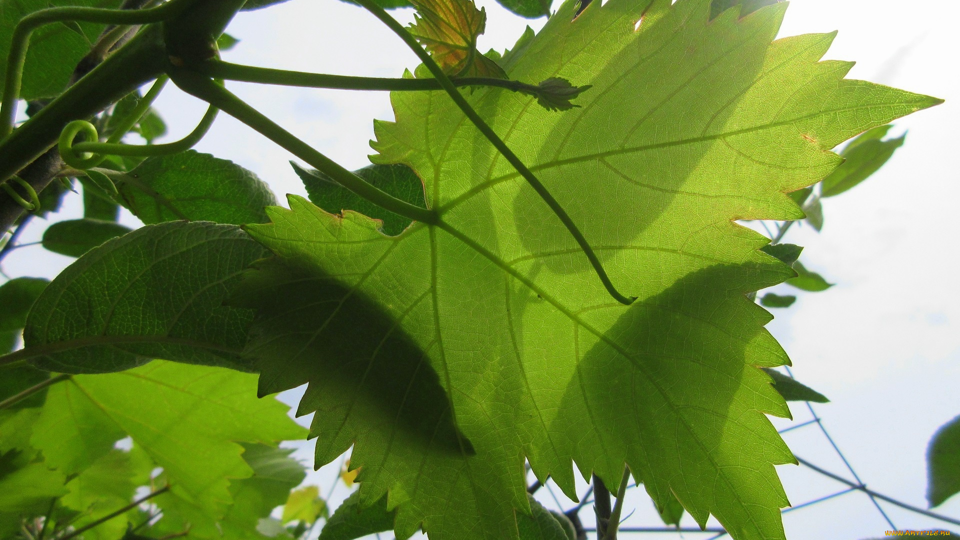 природа, листья