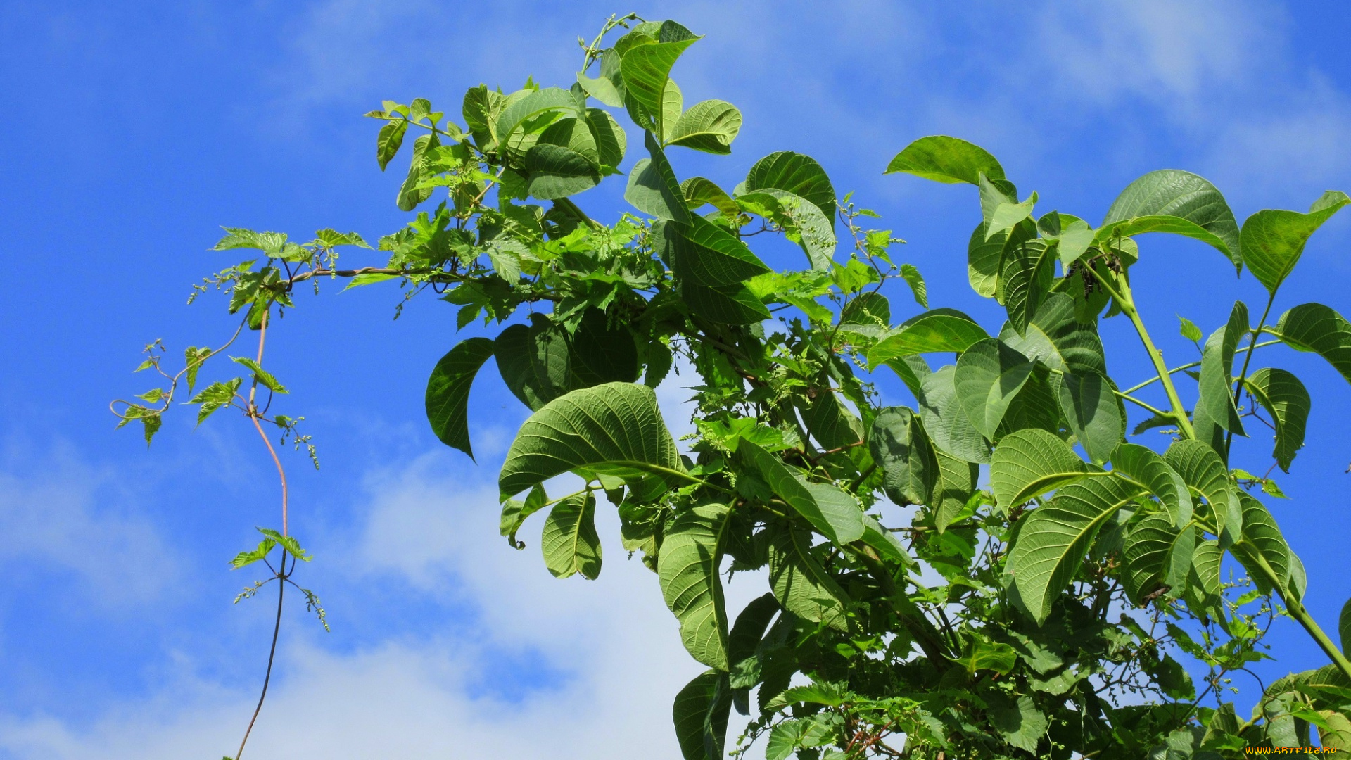 природа, листья