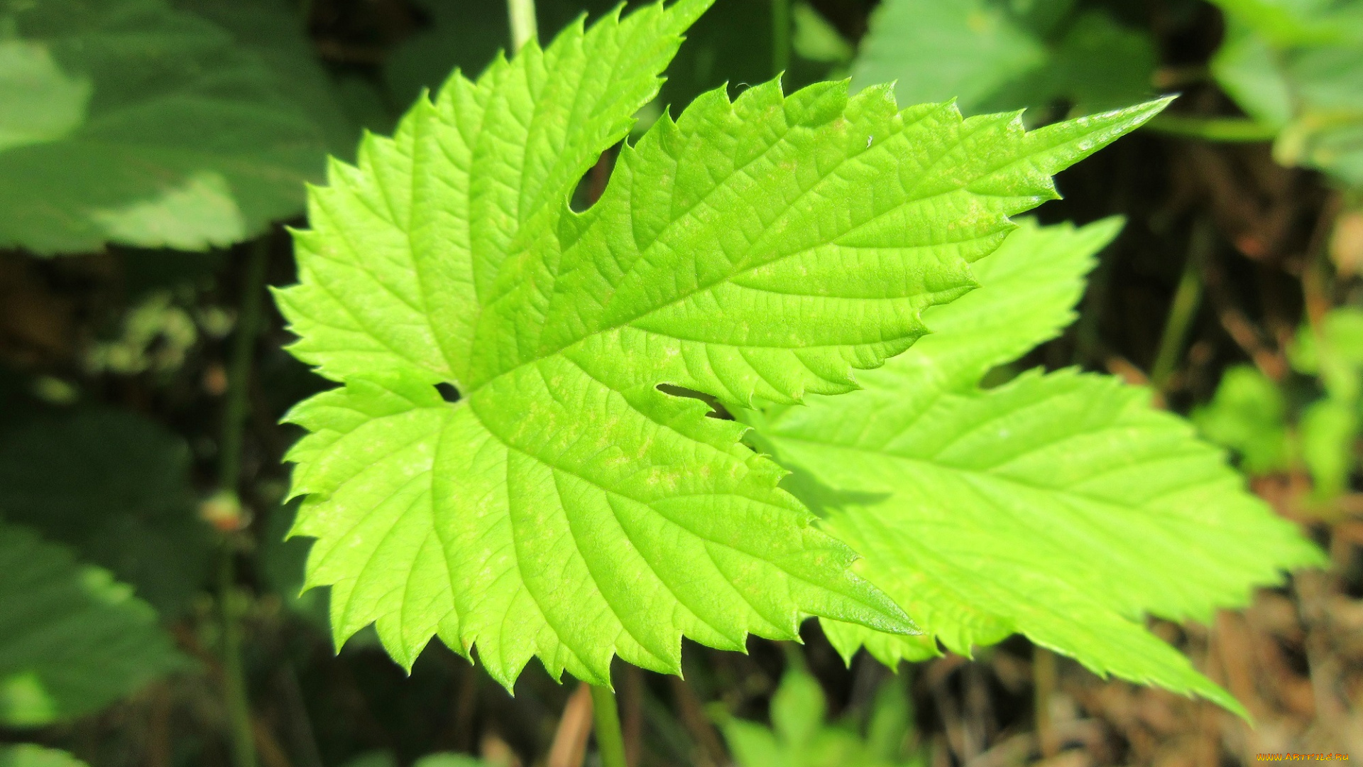 природа, листья, хмель