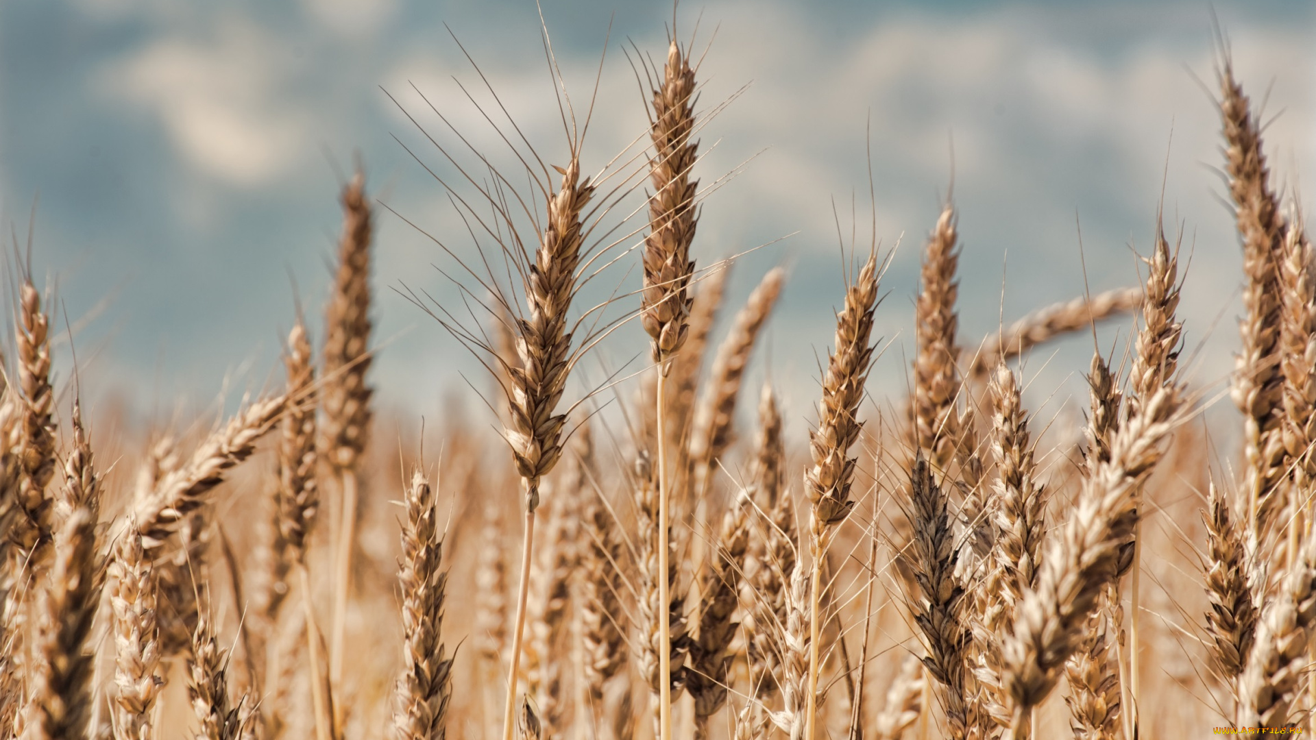 природа, макро, колосья