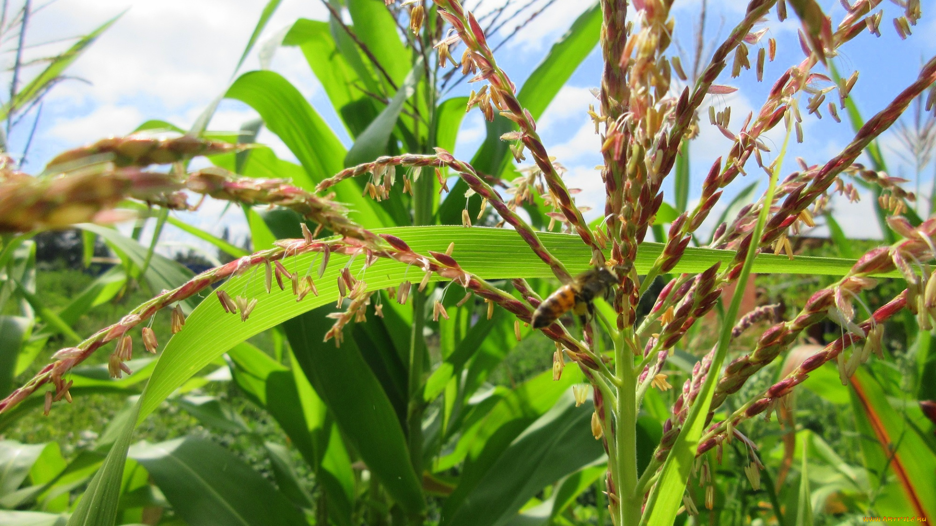 природа, макро, кукуруза, лето