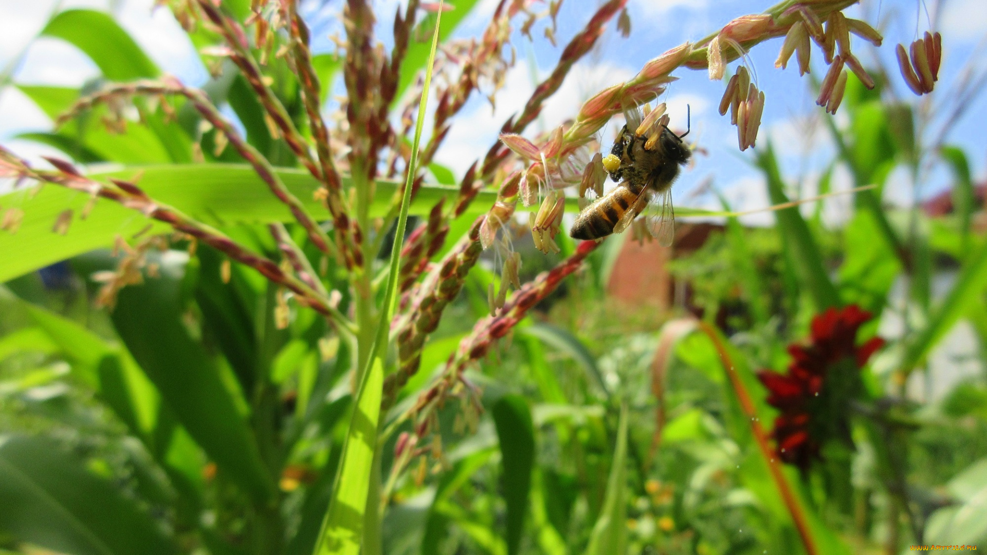 природа, макро, лето, кукуруза