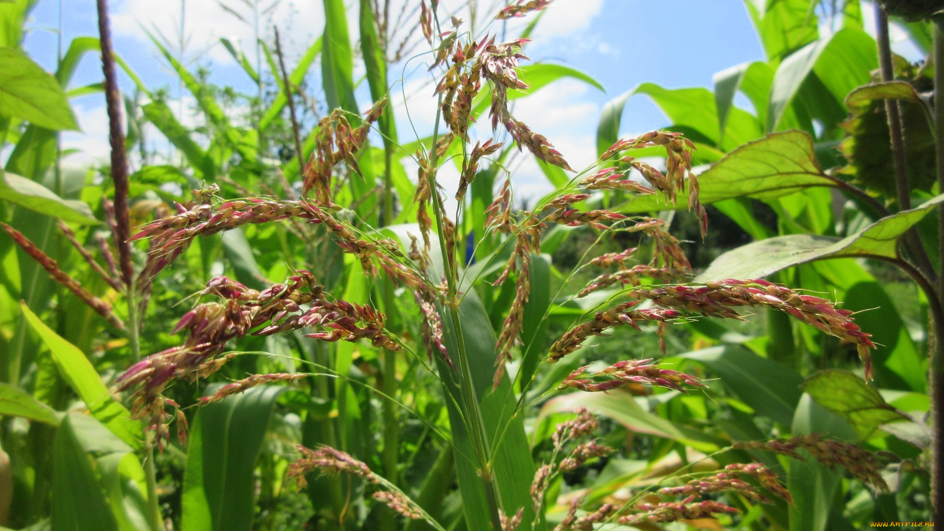 природа, макро, лето, кукуруза