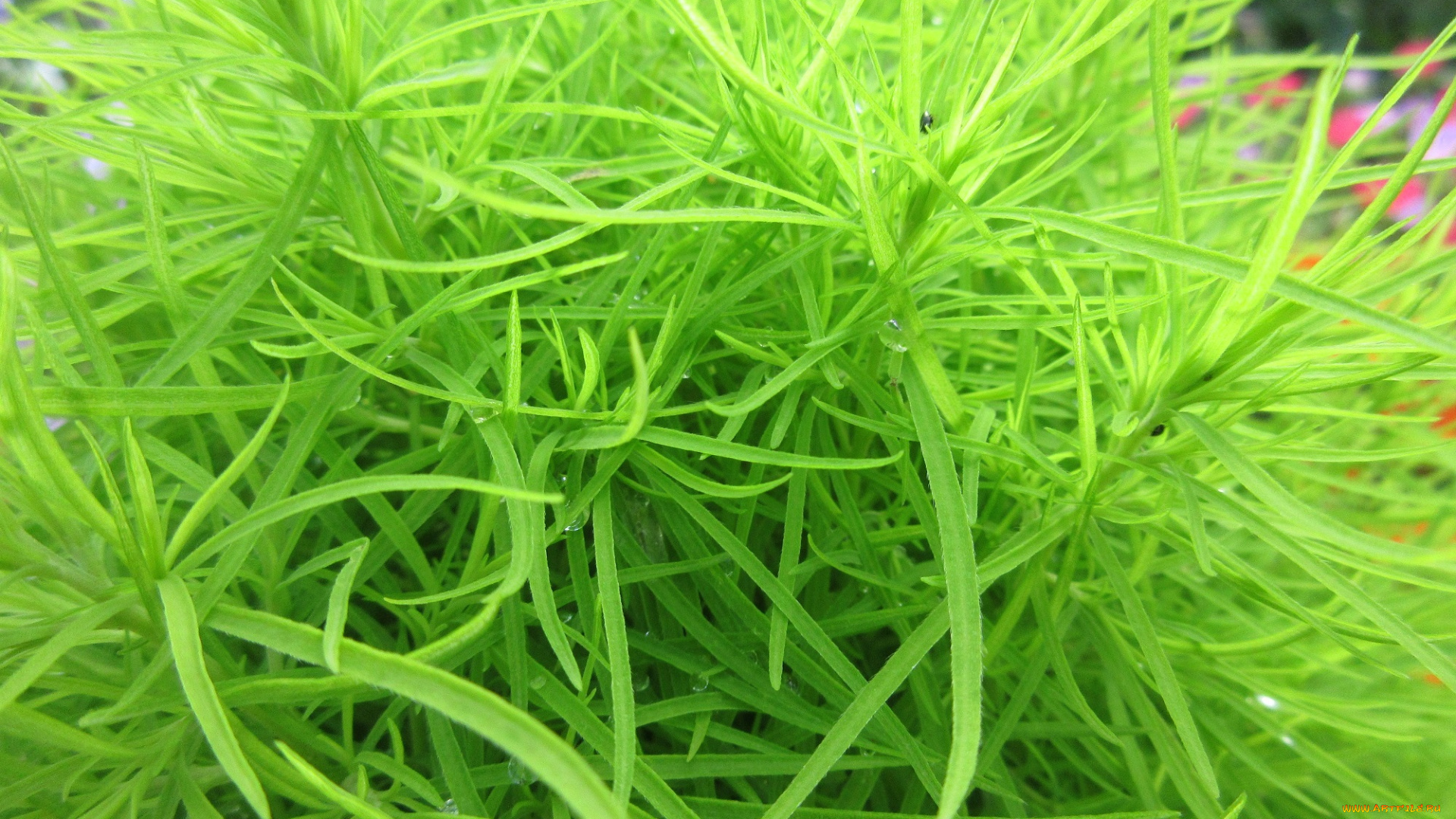 природа, макро, зелень