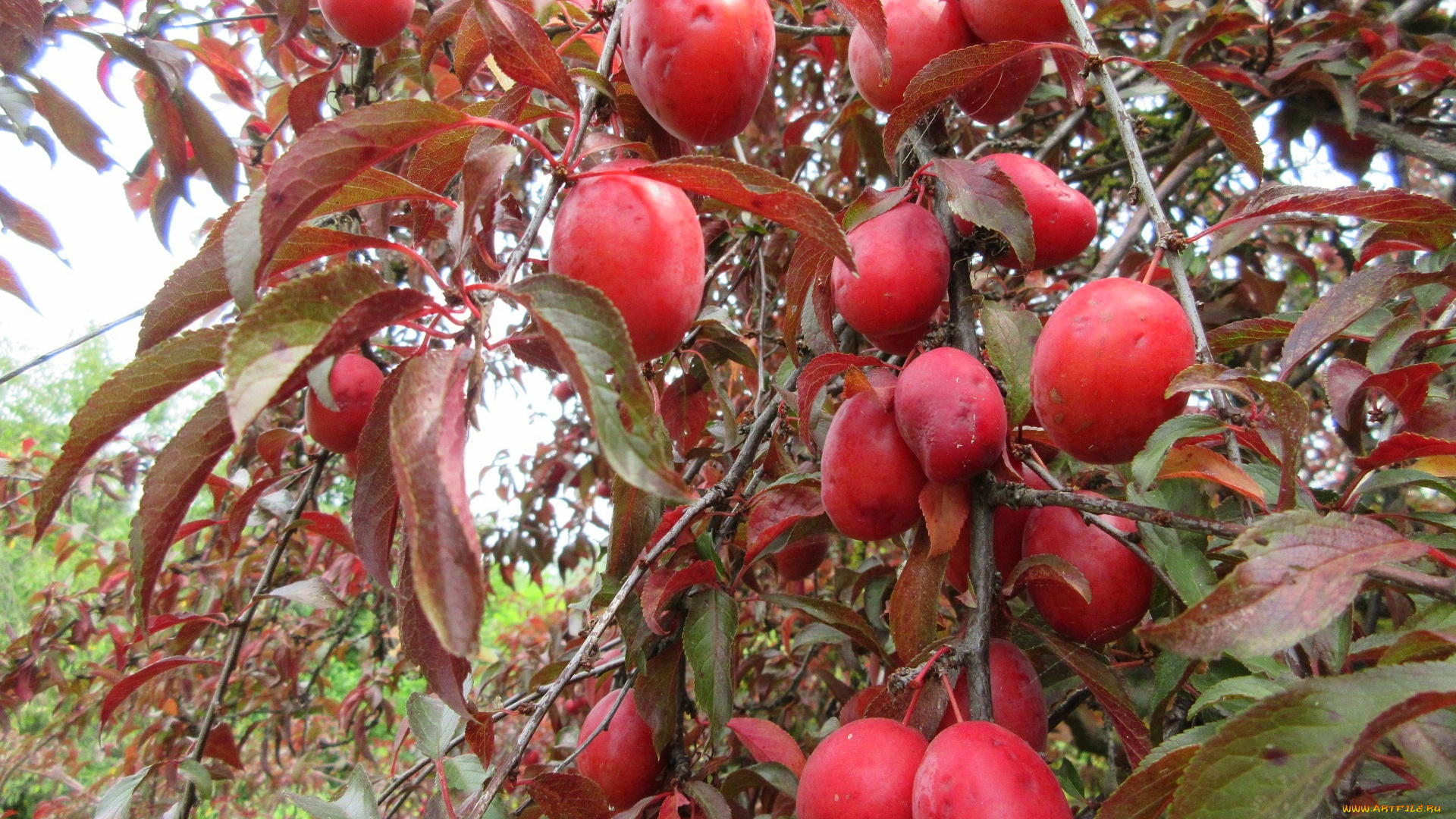 природа, плоды, алыча, красна