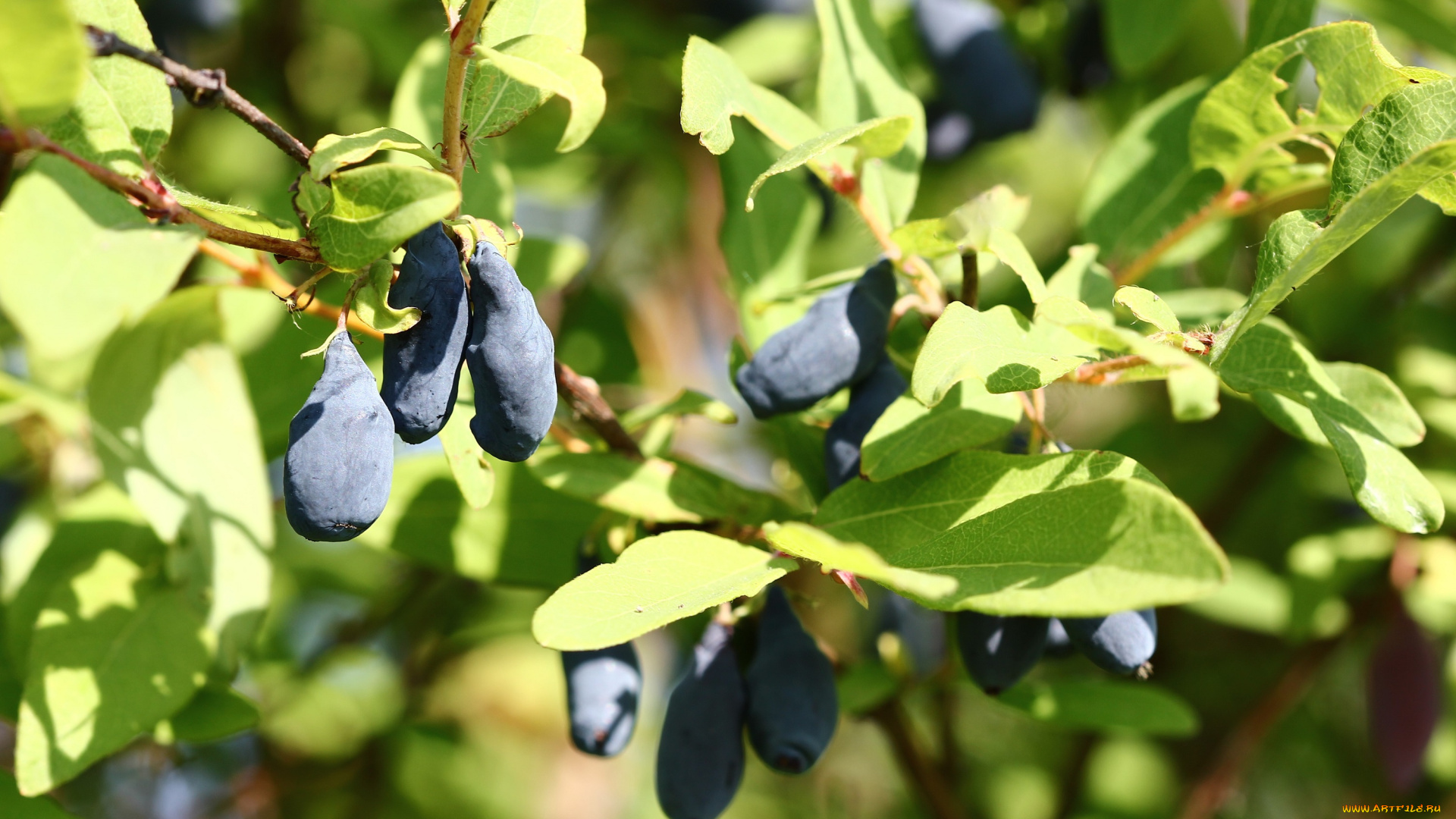 природа, плоды, дальний, восток, дача, жимолость, июнь, лето, сад, хабаровск, ягоды