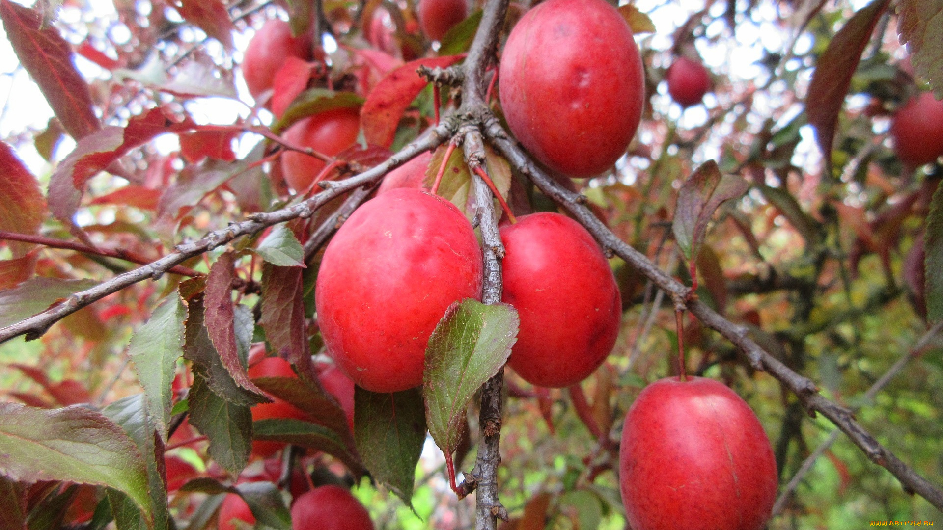 природа, плоды, красна, алыча