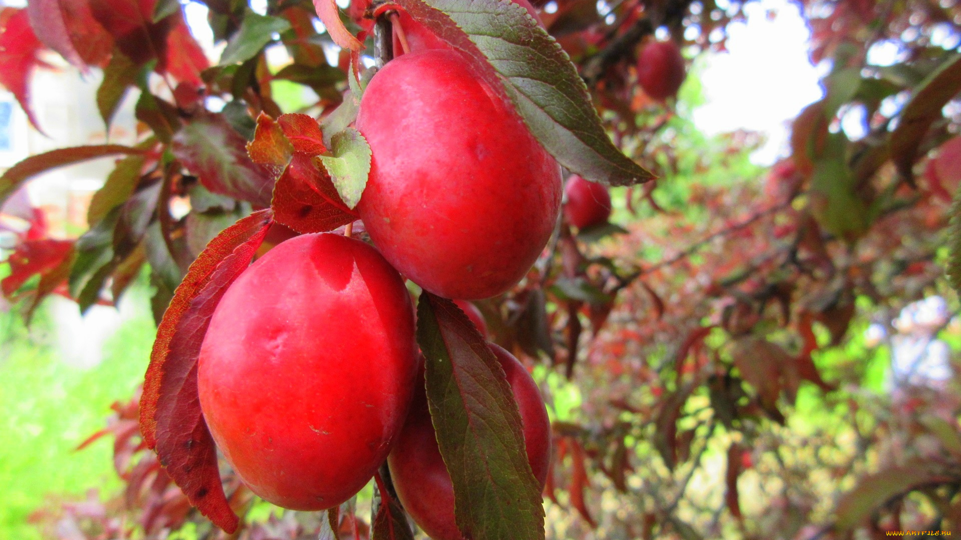 природа, плоды, красна, алыча