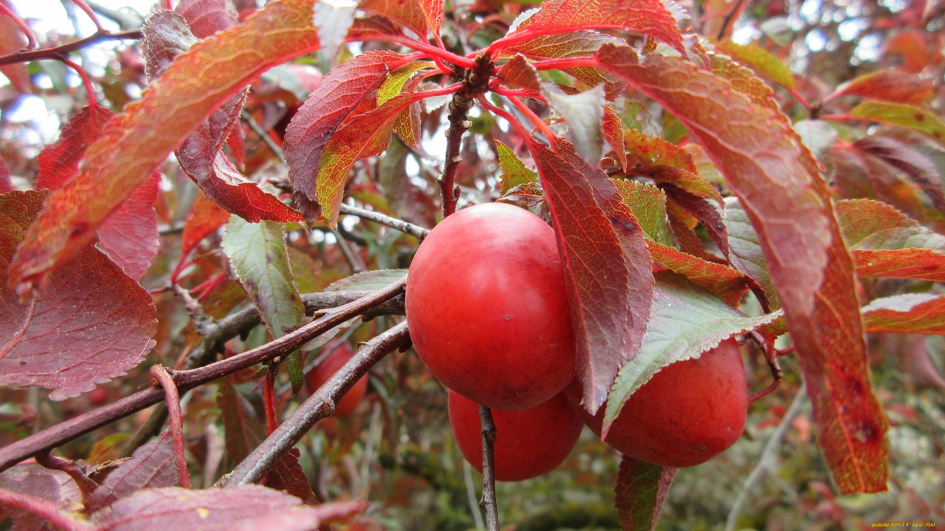 природа, плоды, красная, алыча