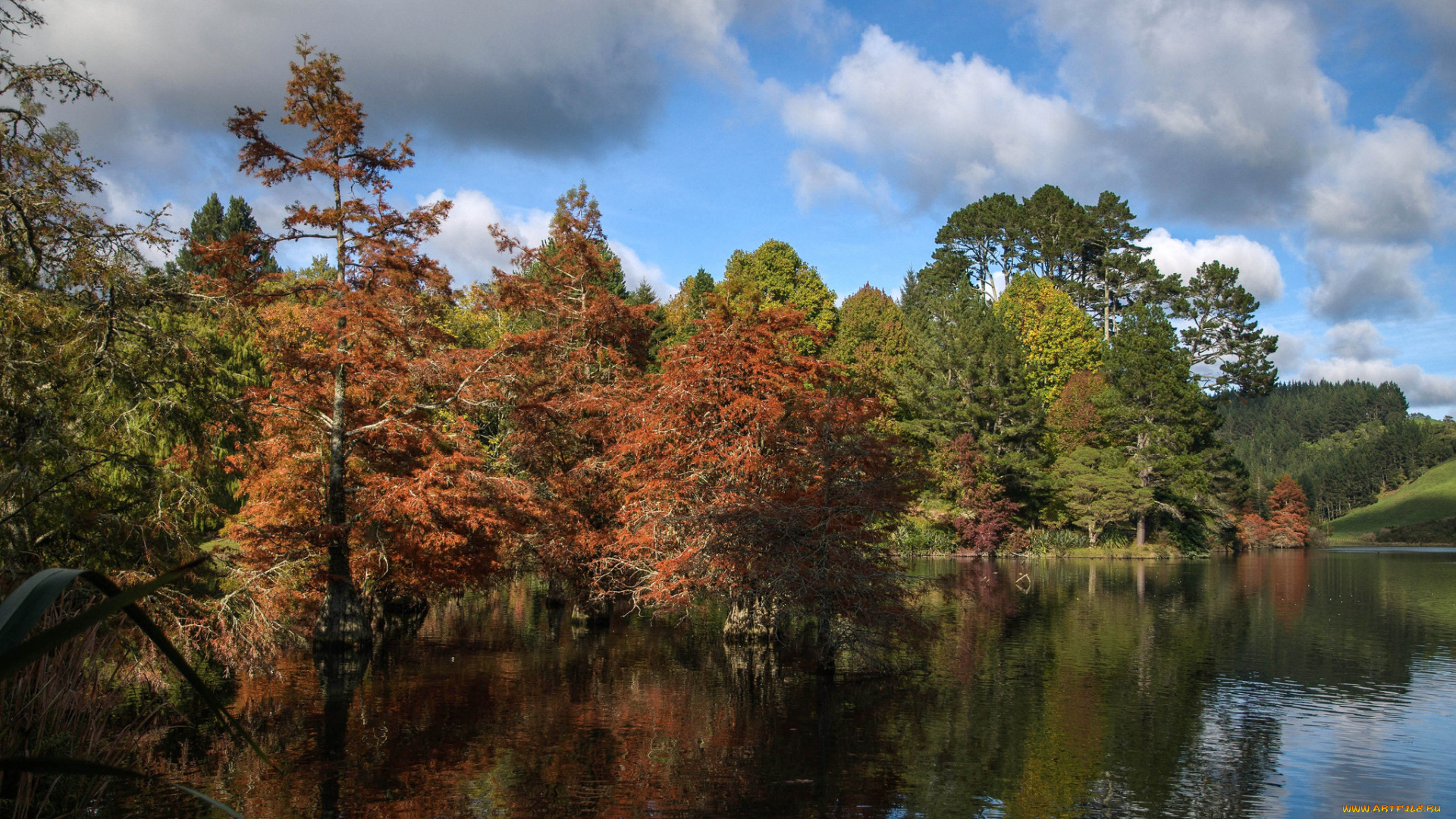 природа, реки, озера, лес, река