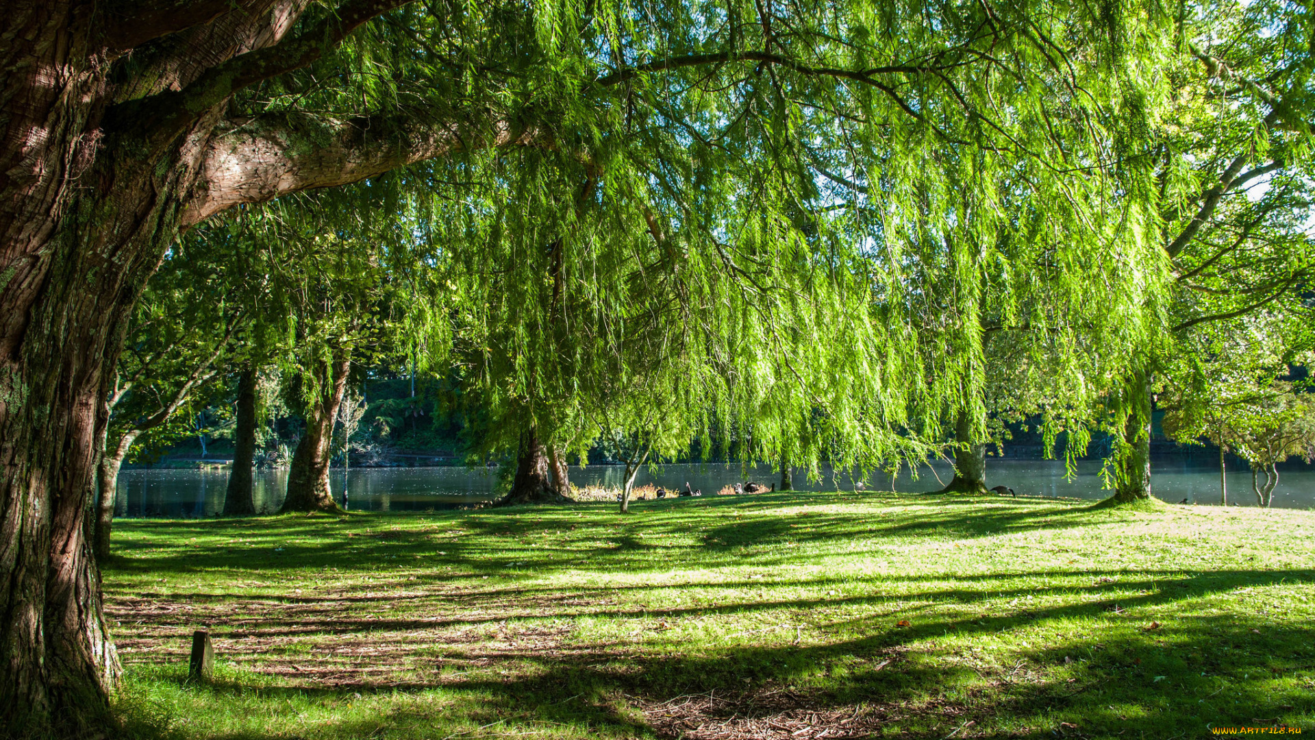 природа, реки, озера, лес, река