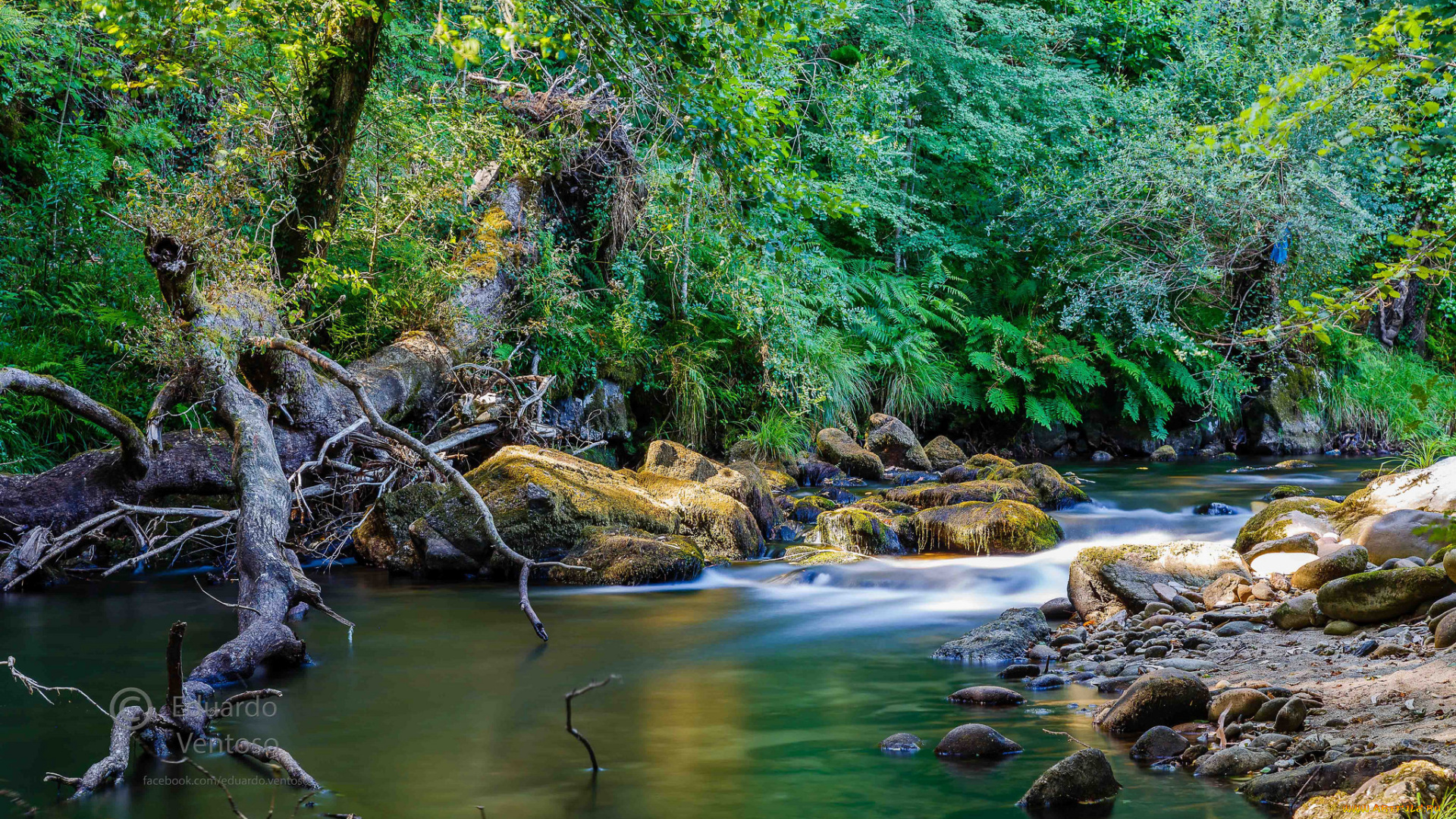 природа, реки, озера, река, лес