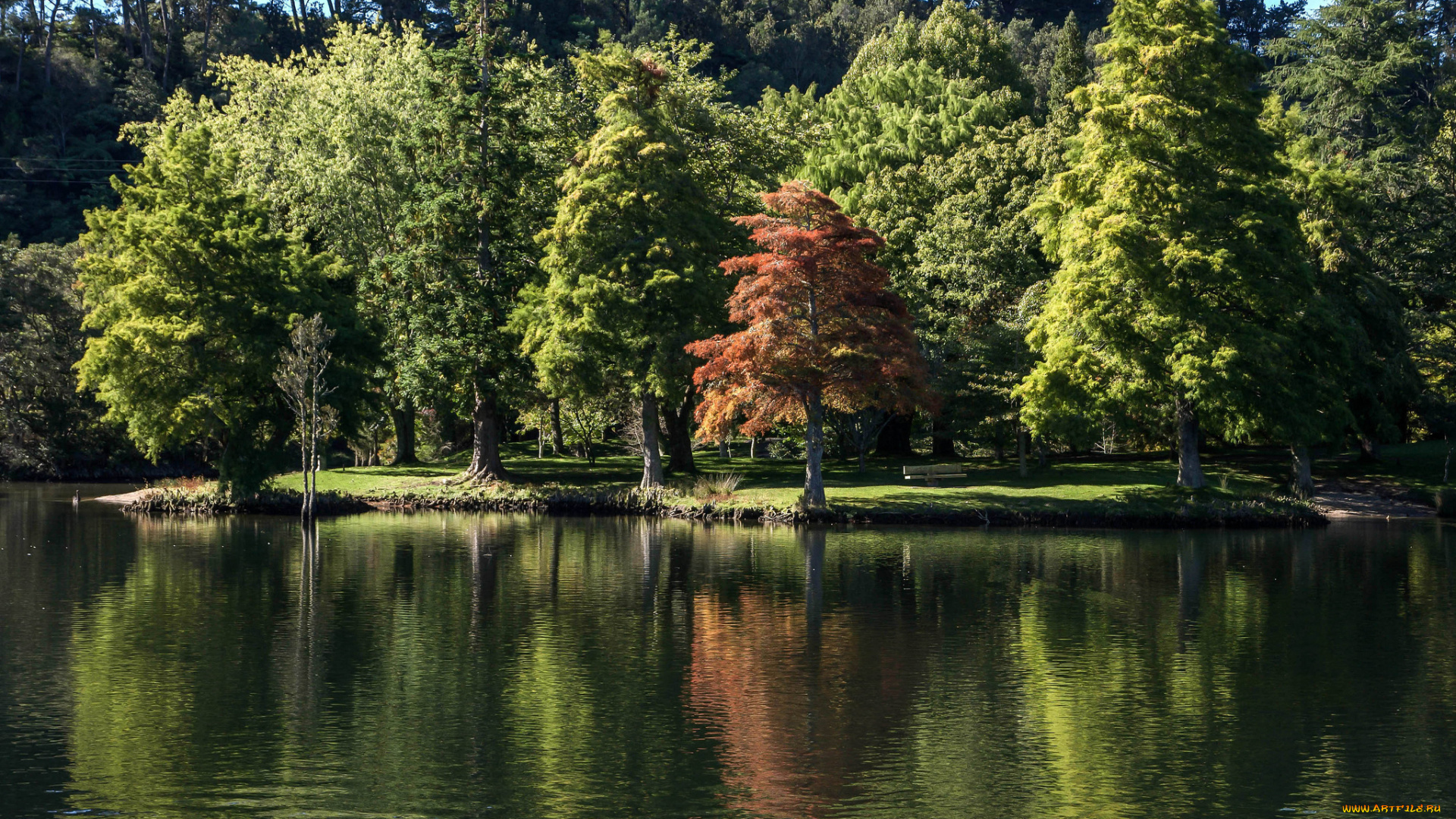 природа, реки, озера, река, лес