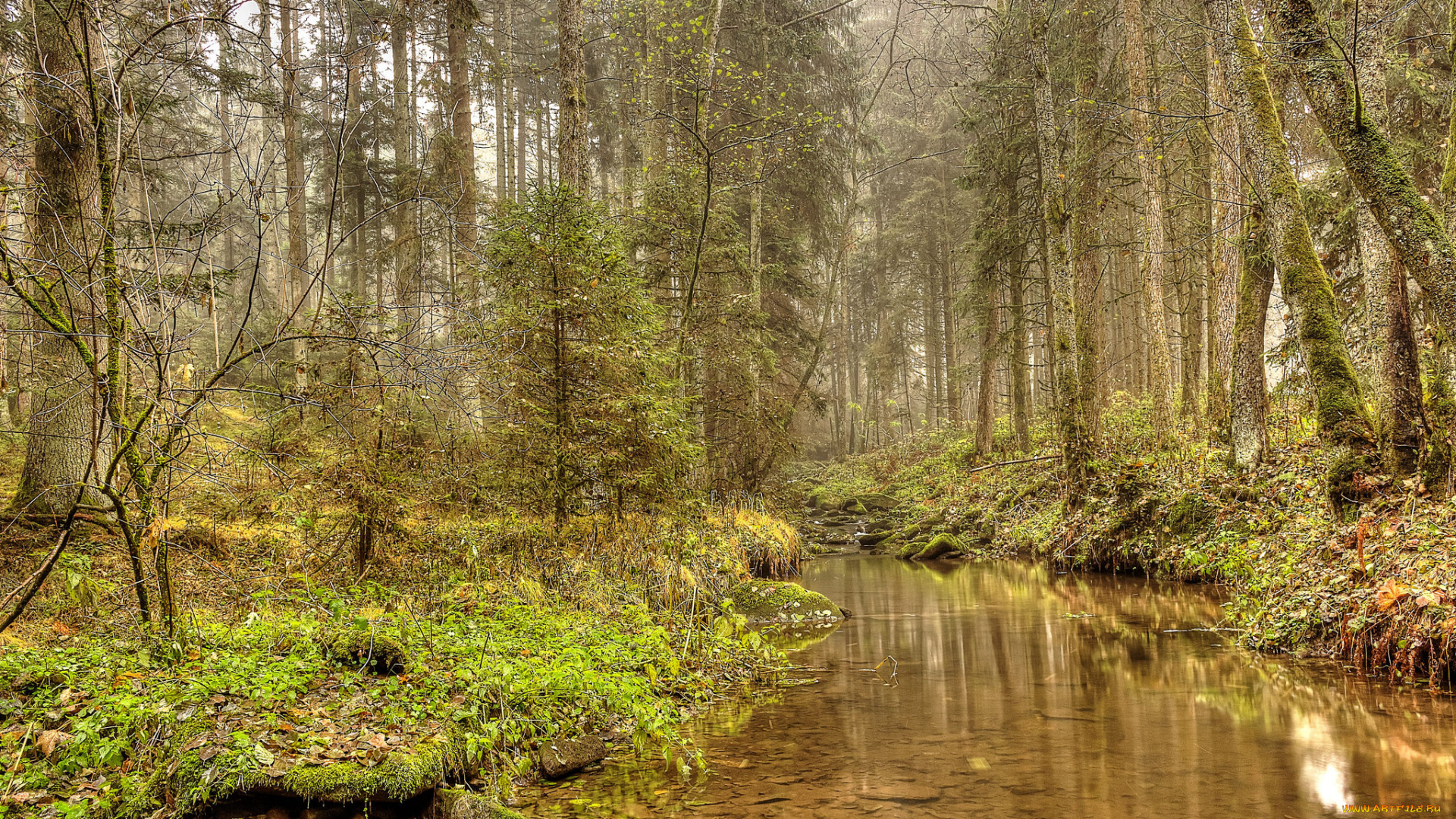 природа, реки, озера, река, лес