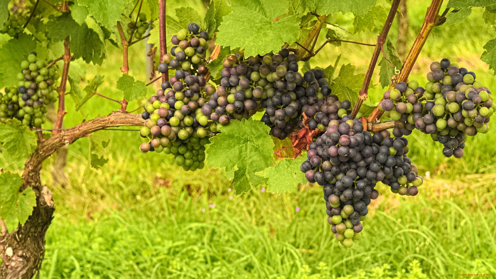 природа, Ягоды, , виноград, the, vineyard, leaves, grapes, грозди, виноград, листва, виноградник