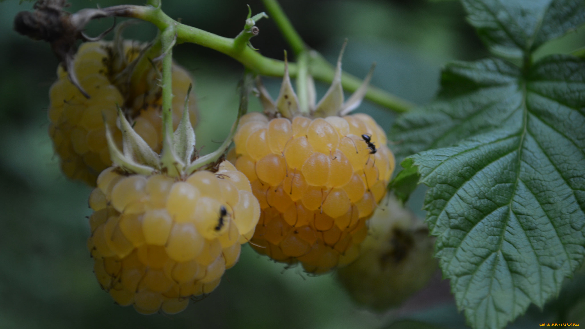 природа, Ягоды, белая, ягода, малина, куст, макро, листья