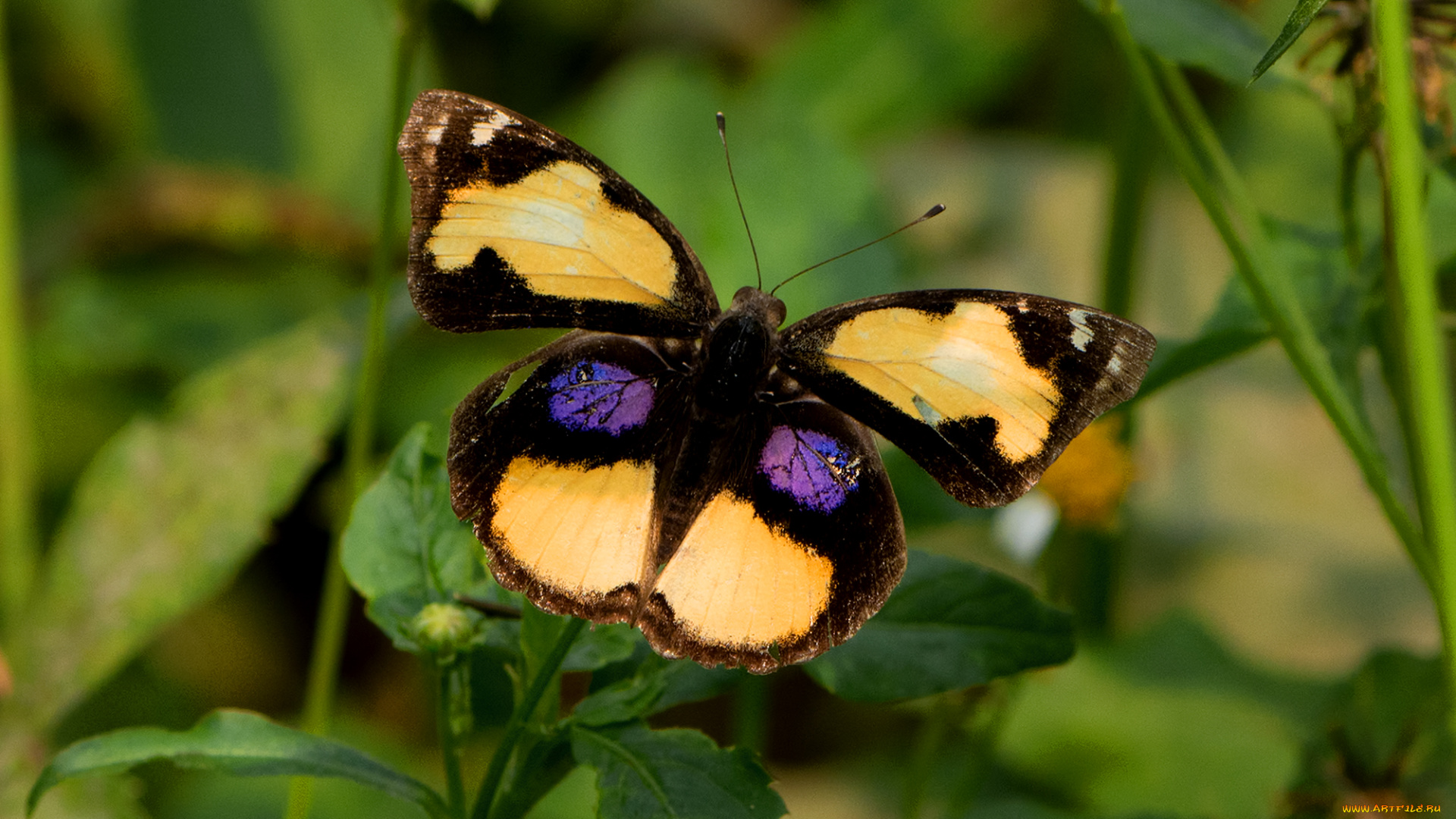 животные, бабочки, , мотыльки, , моли, бабочка