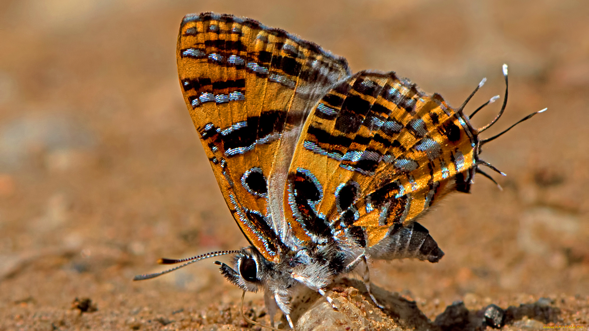 животные, бабочки, , мотыльки, , моли, бабочка