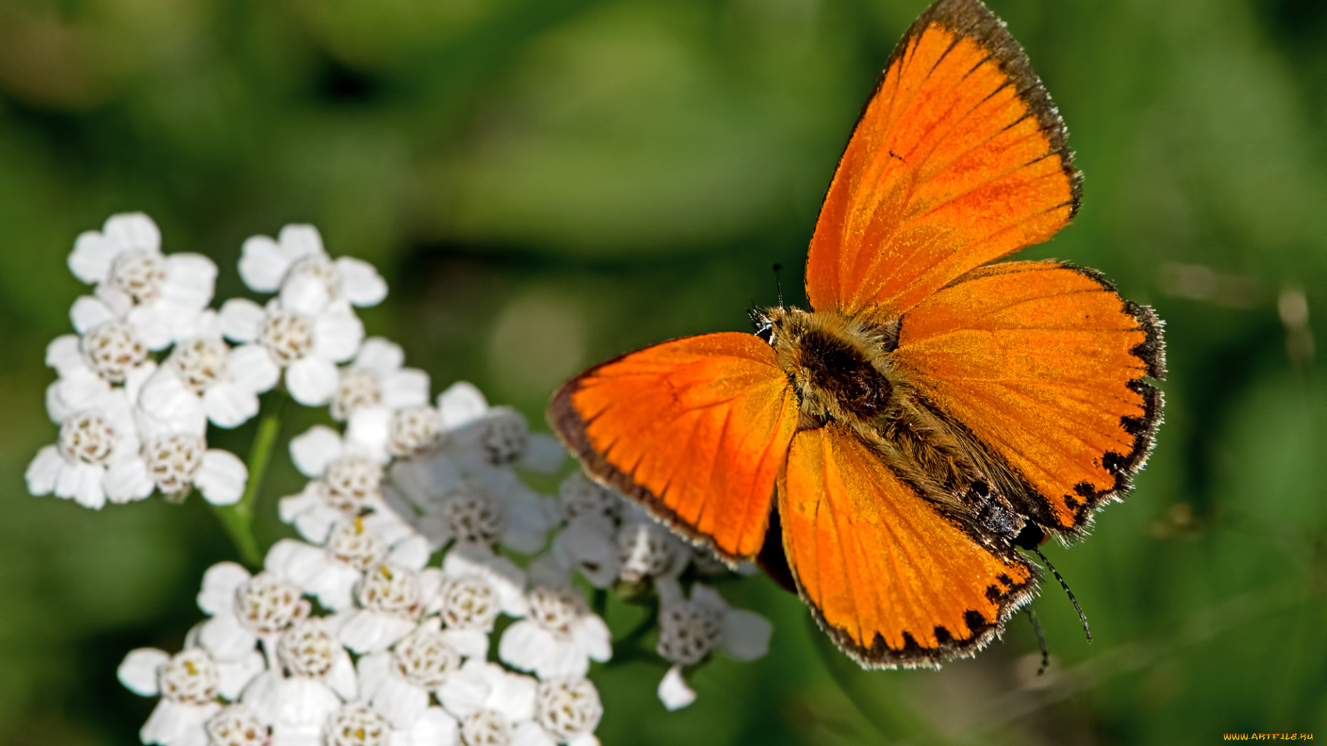 животные, бабочки, , мотыльки, , моли, бабочка