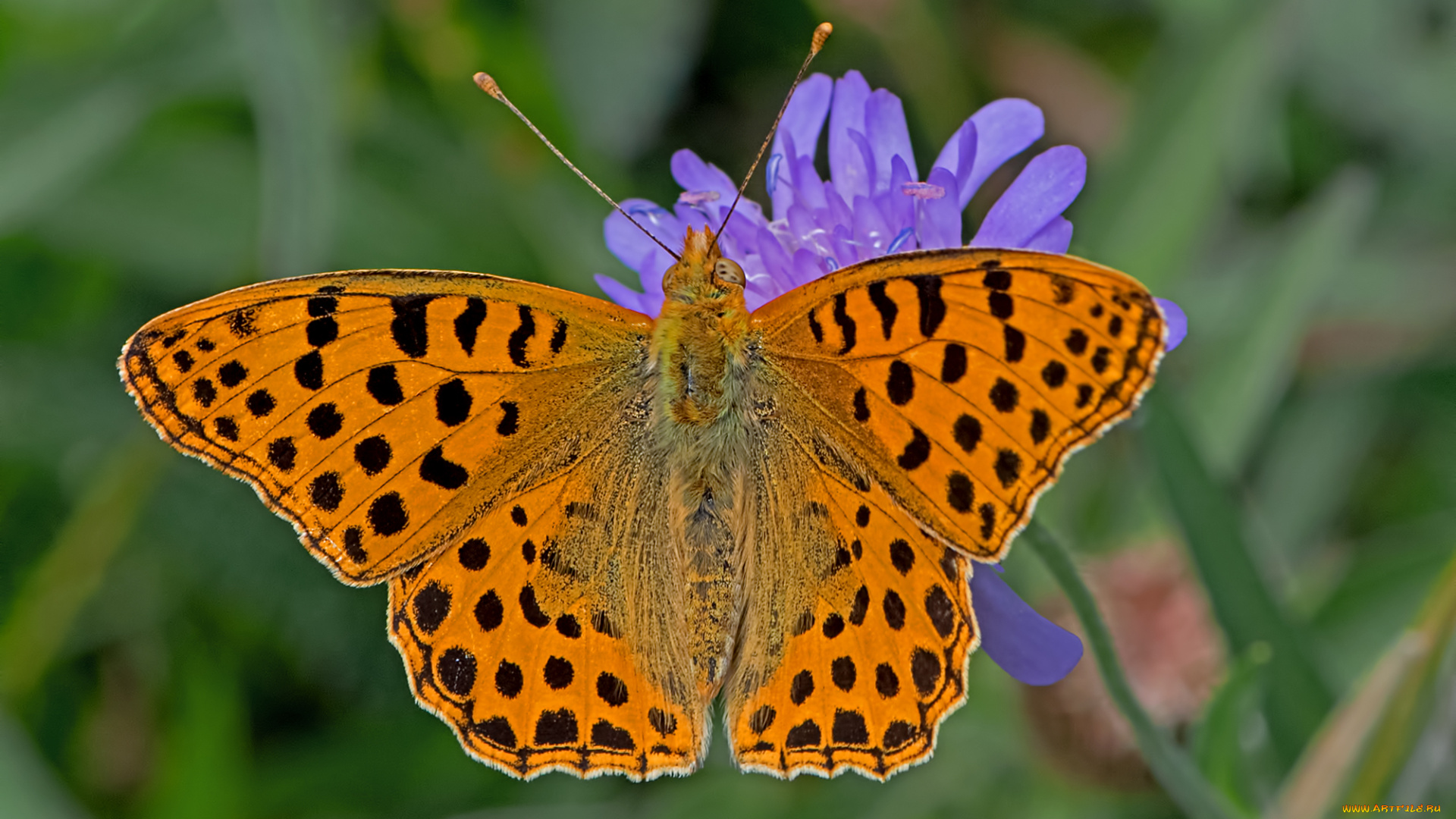 животные, бабочки, , мотыльки, , моли, бабочка