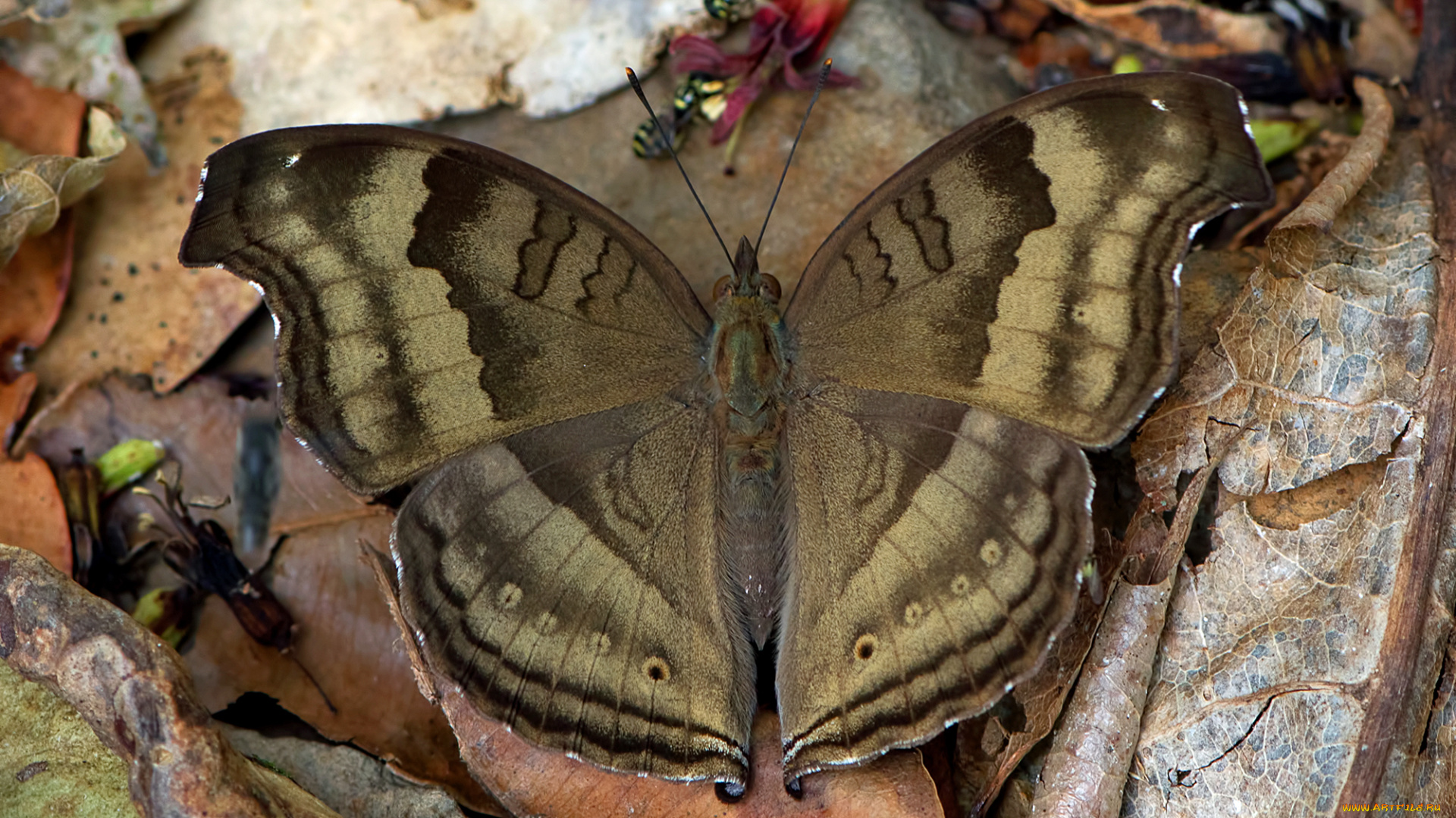 животные, бабочки, , мотыльки, , моли, бабочка