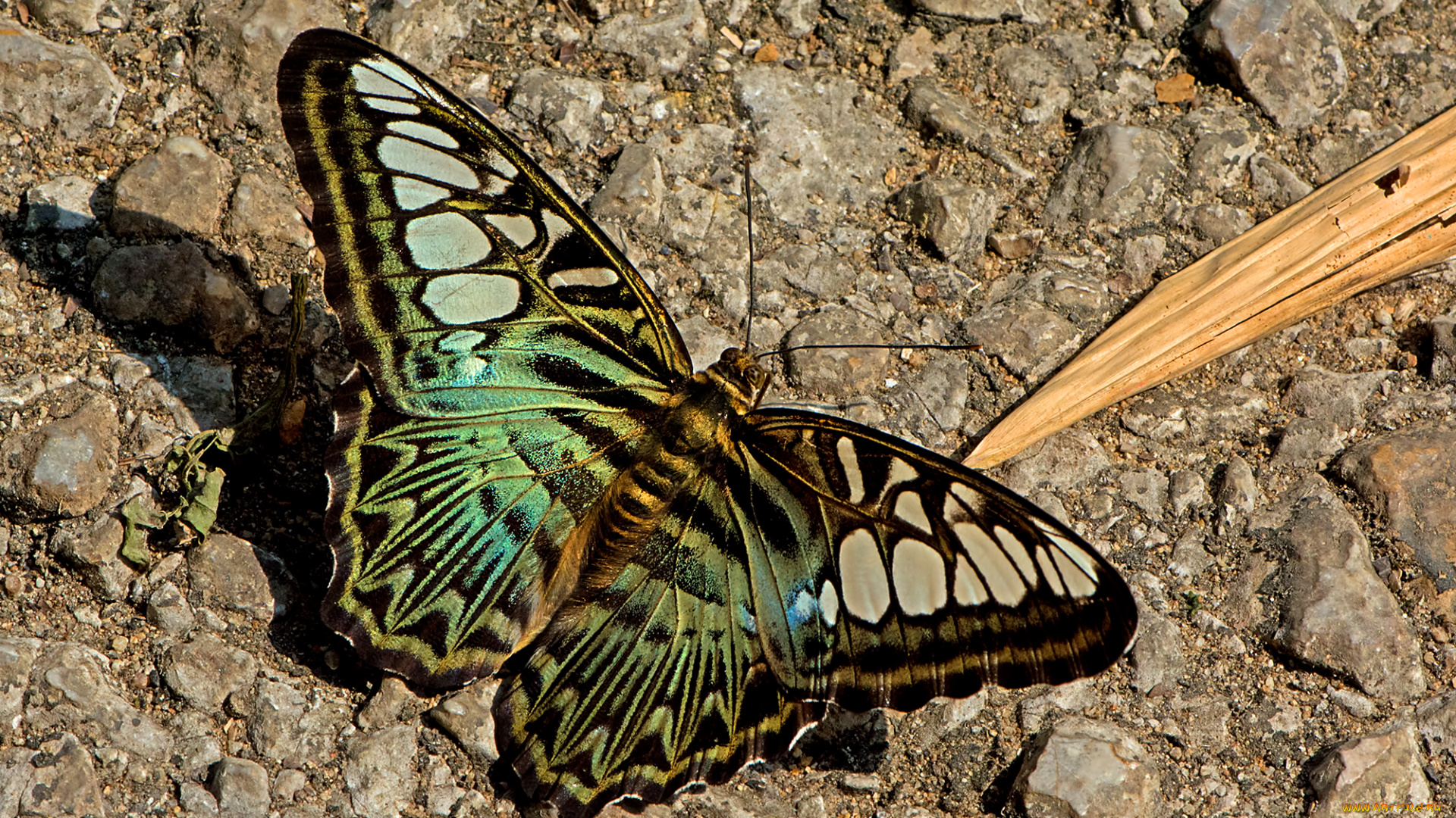 животные, бабочки, , мотыльки, , моли, бабочка