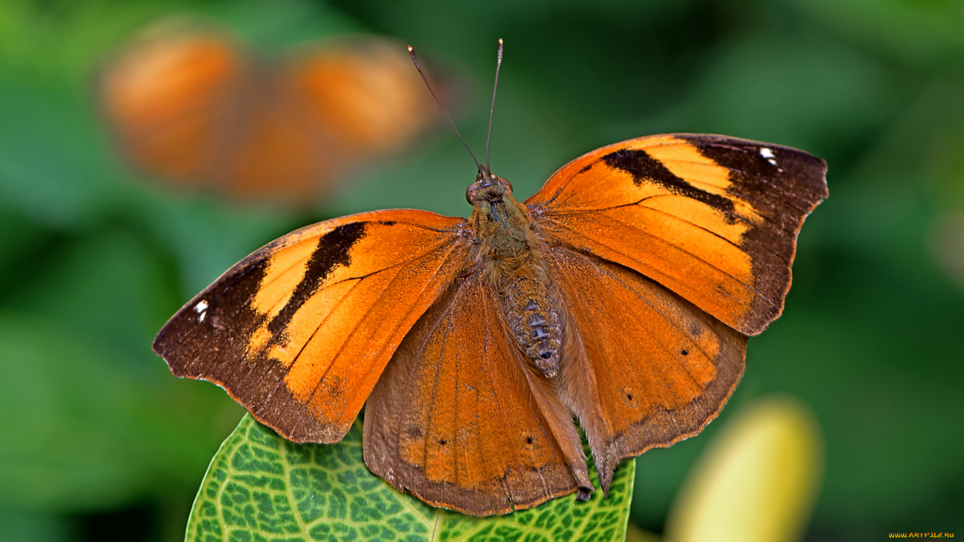 животные, бабочки, , мотыльки, , моли, бабочка