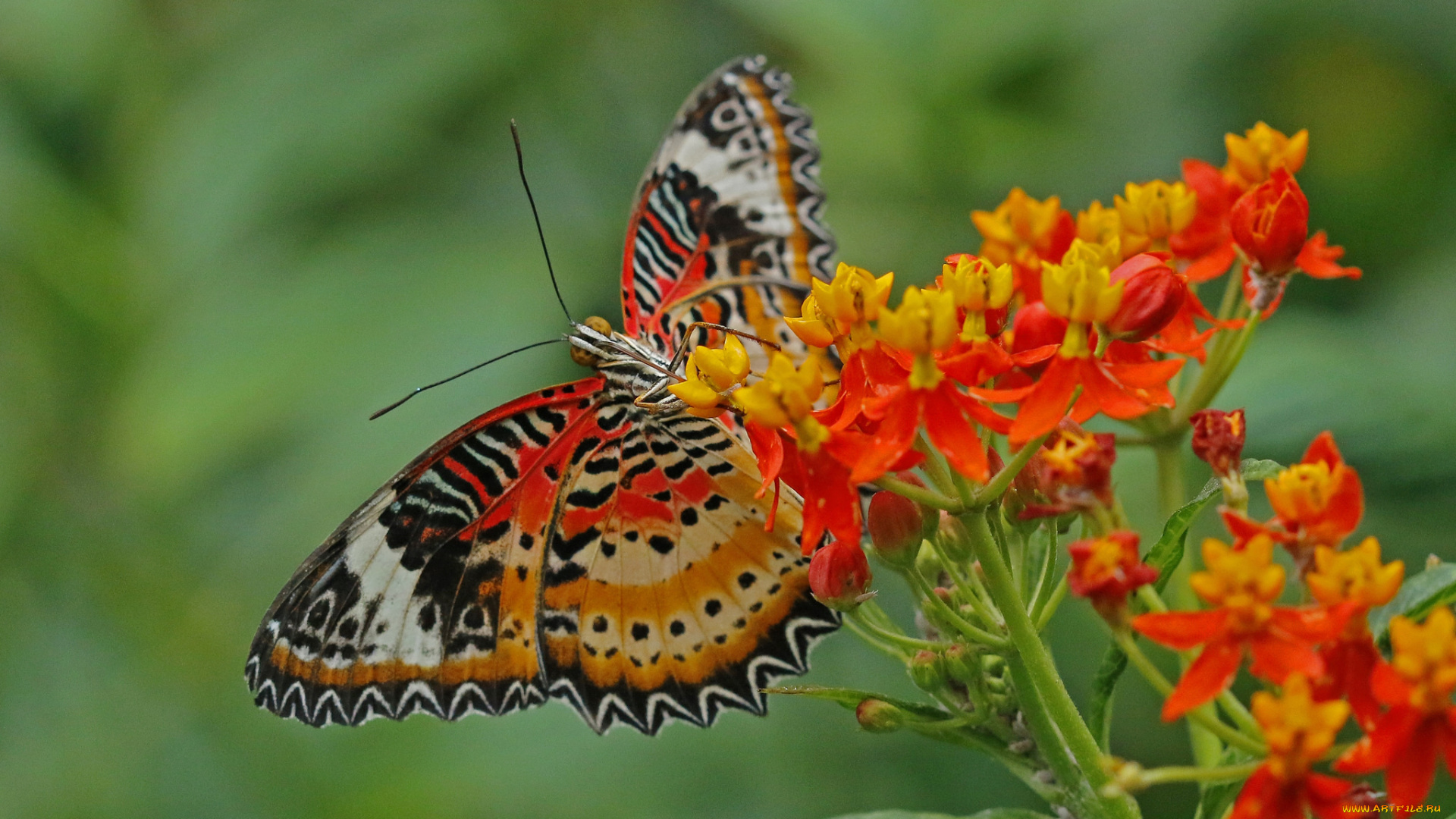 животные, бабочки, , мотыльки, , моли, бабочка