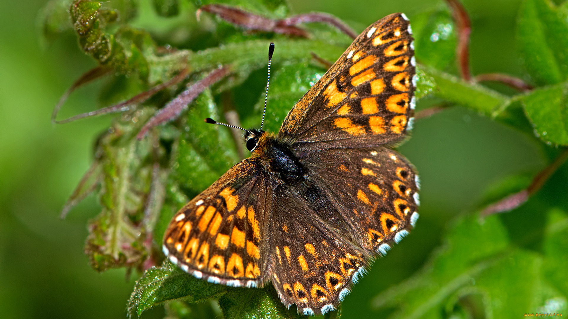 животные, бабочки, , мотыльки, , моли, бабочка