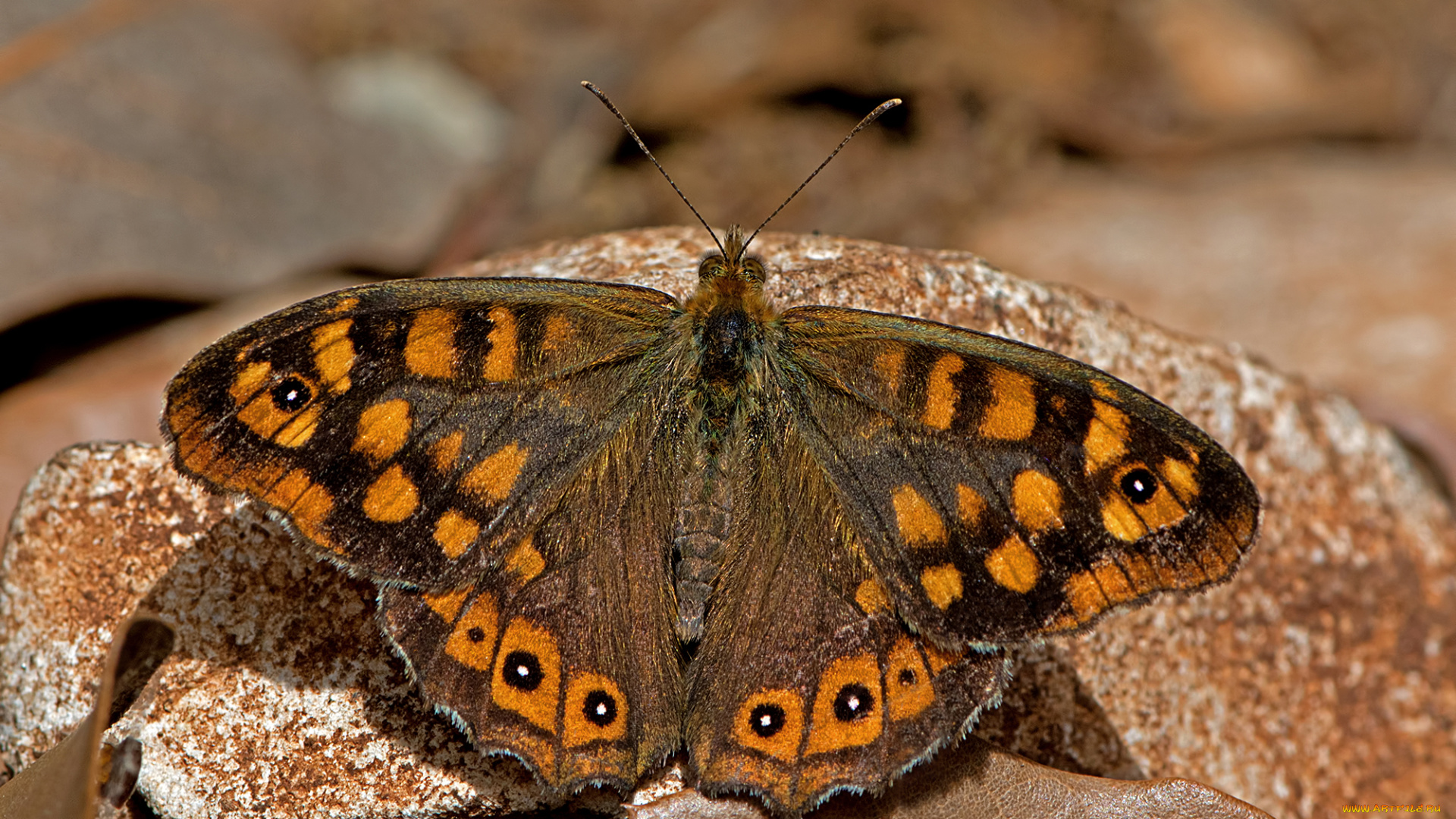 животные, бабочки, , мотыльки, , моли, бабочка