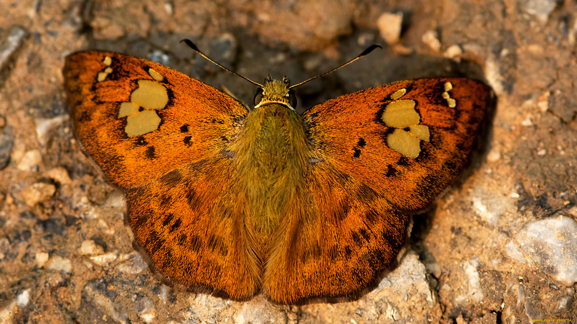 животные, бабочки, , мотыльки, , моли, бабочка