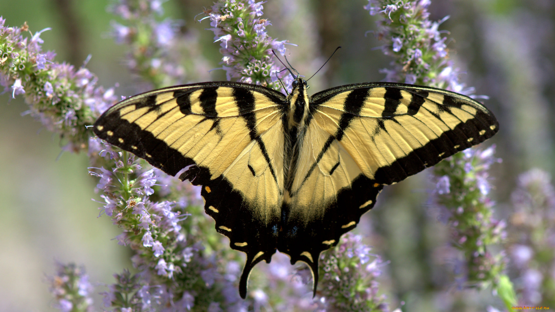животные, бабочки, , мотыльки, , моли, бабочка