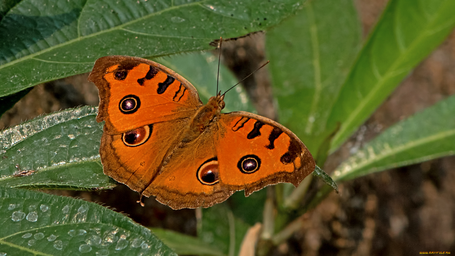 животные, бабочки, , мотыльки, , моли, бабочка