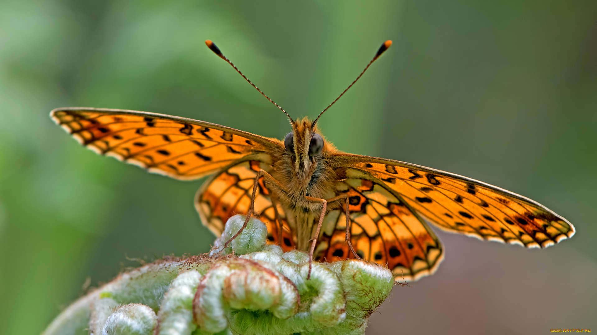 животные, бабочки, , мотыльки, , моли, бабочка