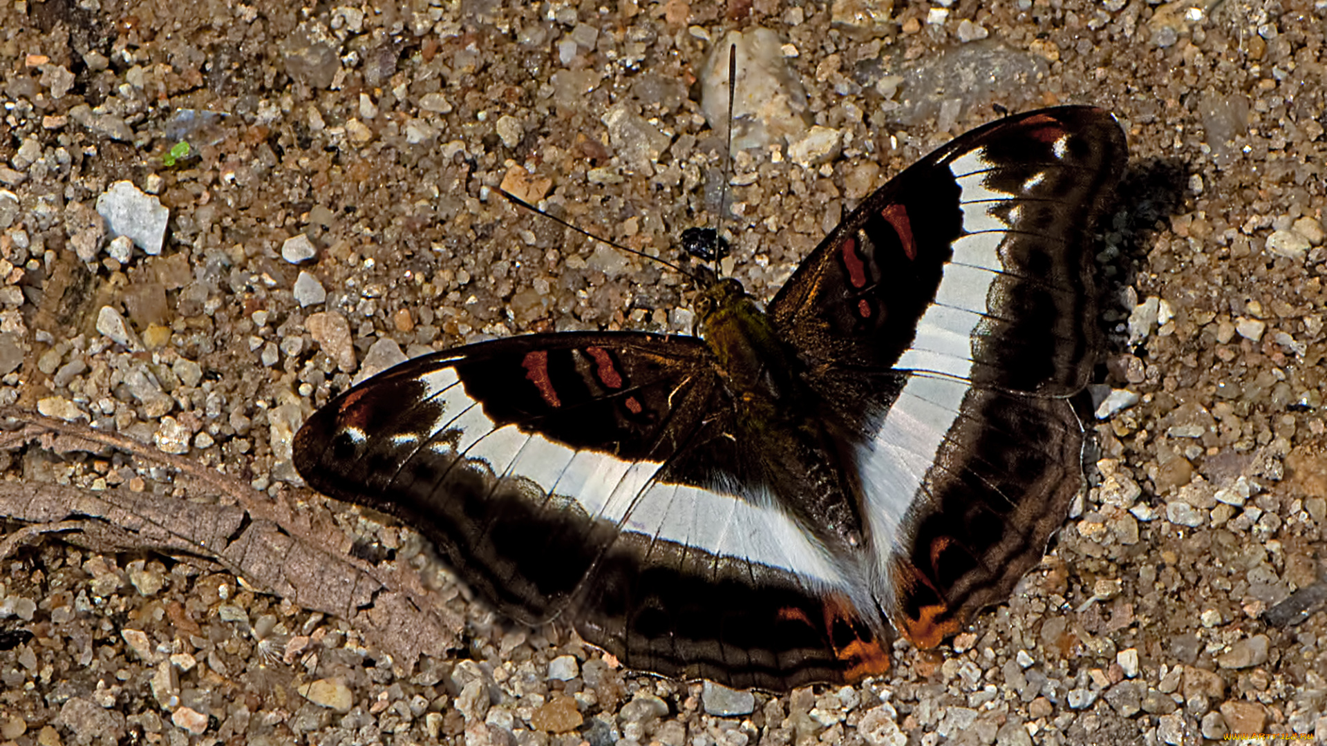 животные, бабочки, , мотыльки, , моли, бабочка