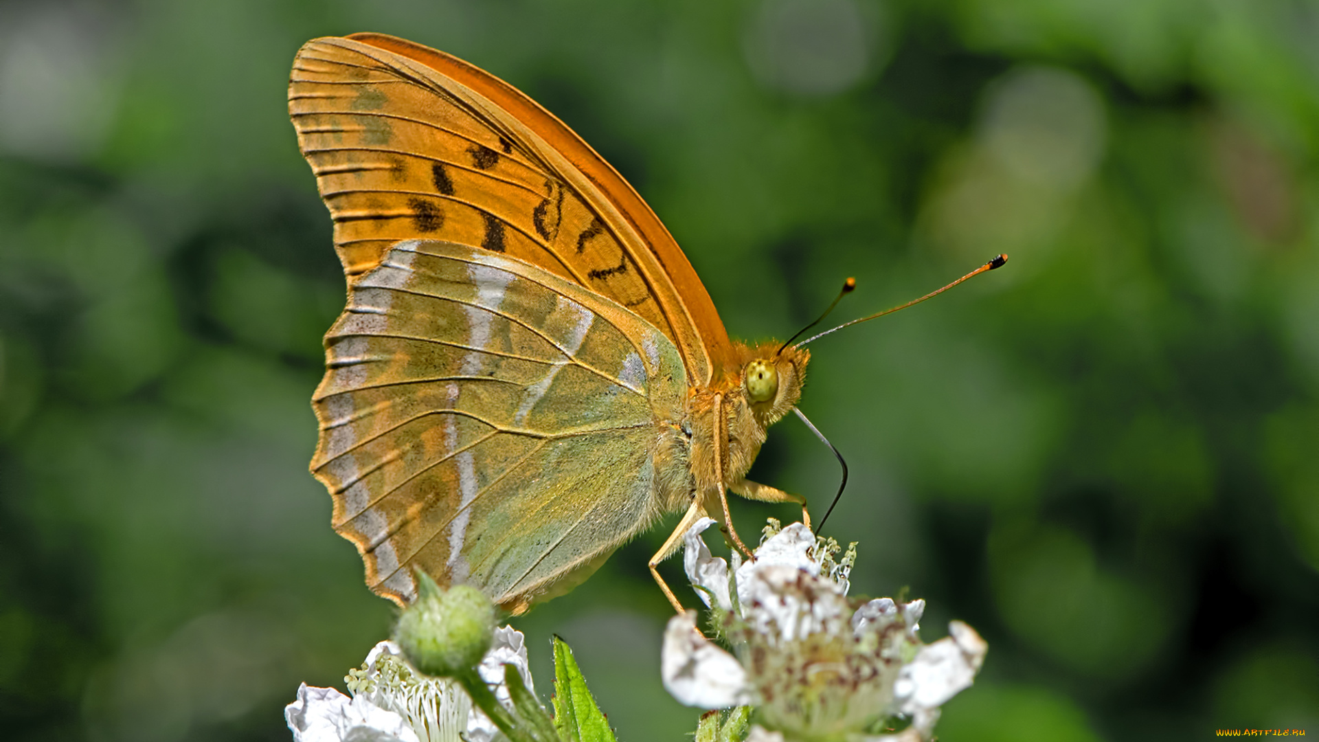 животные, бабочки, , мотыльки, , моли, бабочка