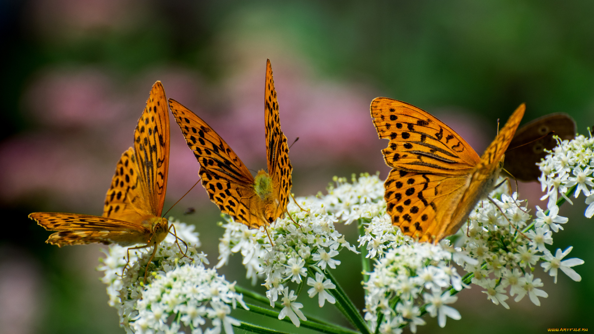 животные, бабочки, , мотыльки, , моли, бабочка