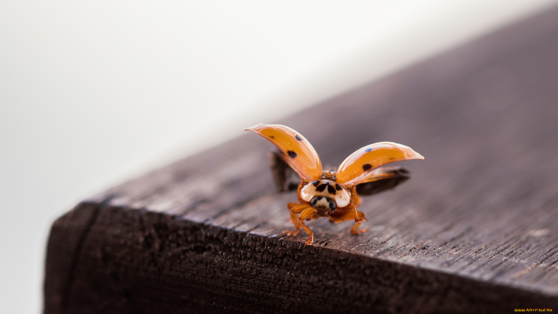 животные, божьи, коровки, макро