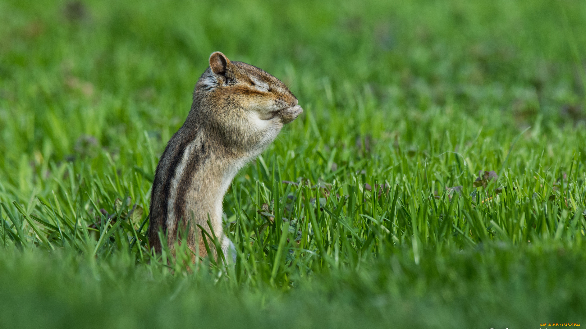 животные, бурундуки, хомячит, животное, трава, окрас, бурундук
